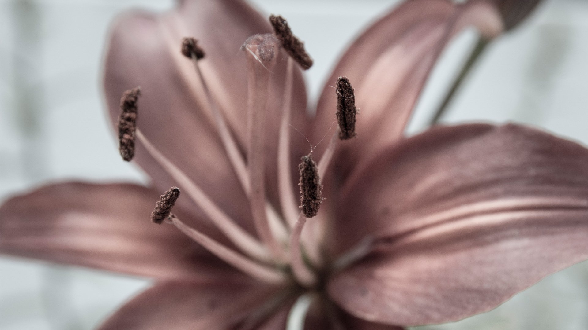 小清新,静物写真