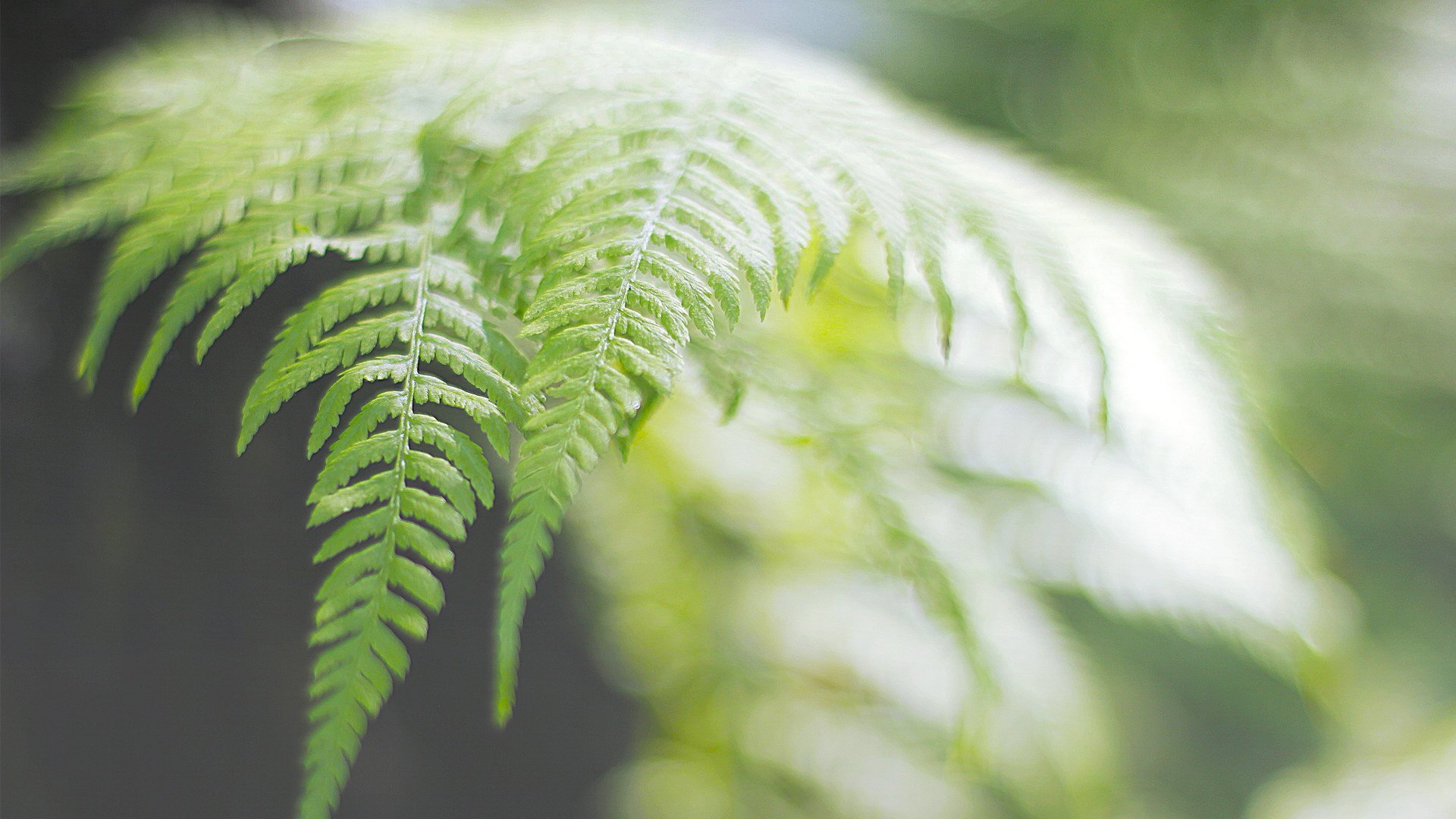 小清新,清新淡雅,儿童桌面专用