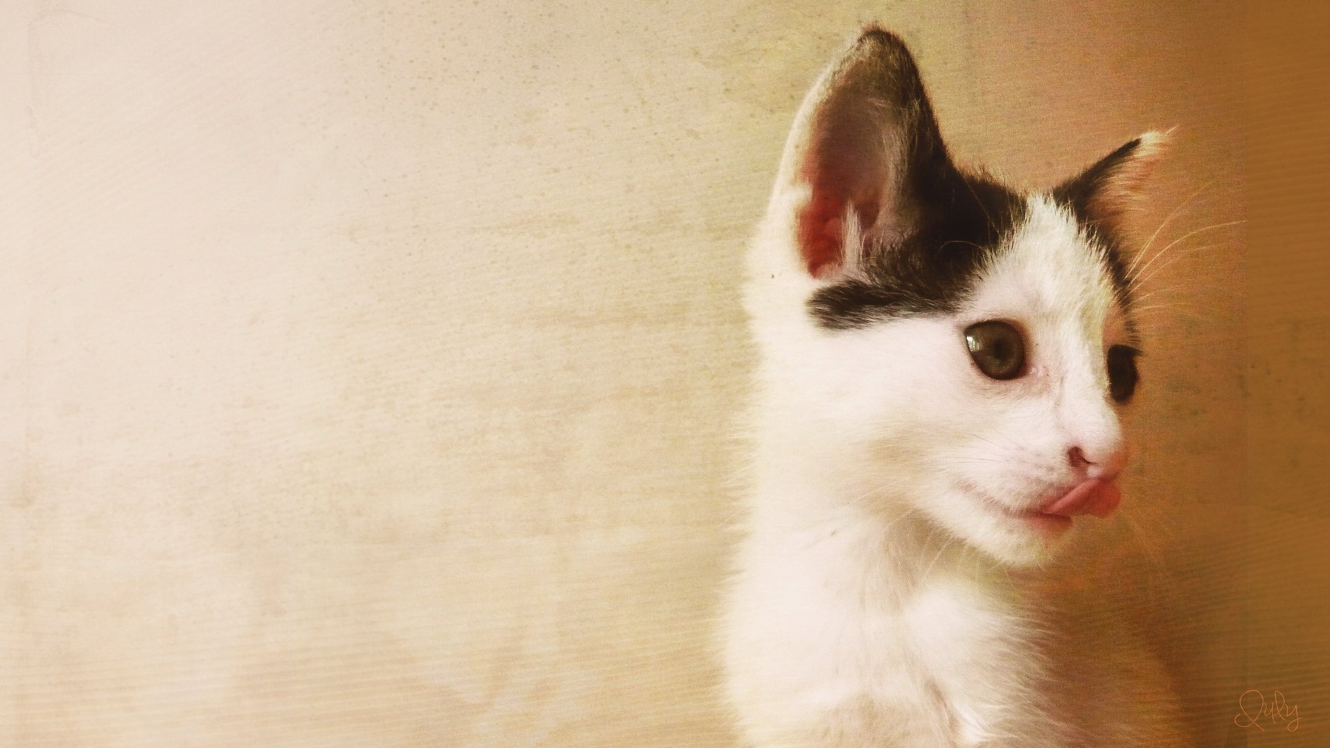 萌宠,喵星人,儿童桌面专用