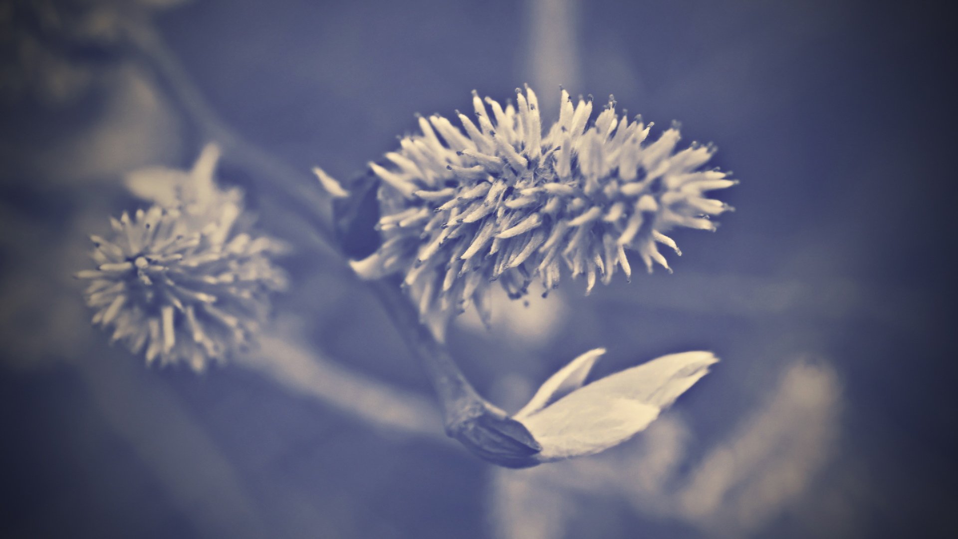 小清新,静物写真