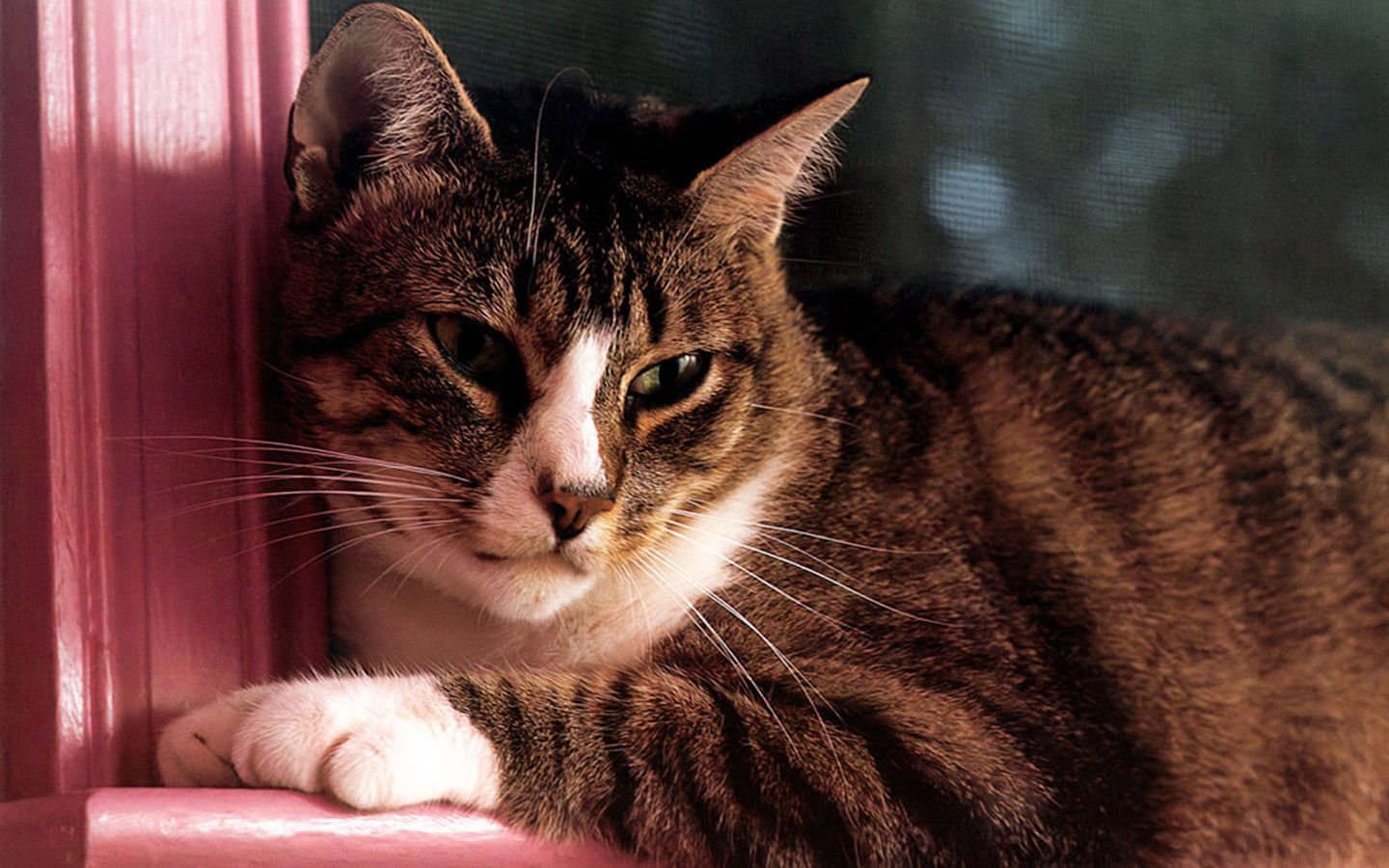 萌宠,喵星人,可爱,宠物,卖萌,猫,儿童桌面专用