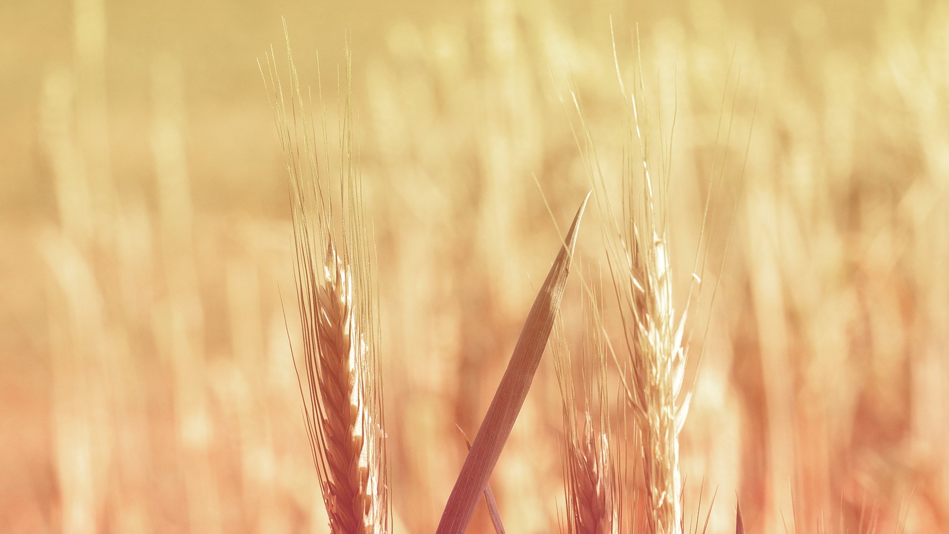 小清新,清新淡雅,儿童桌面专用