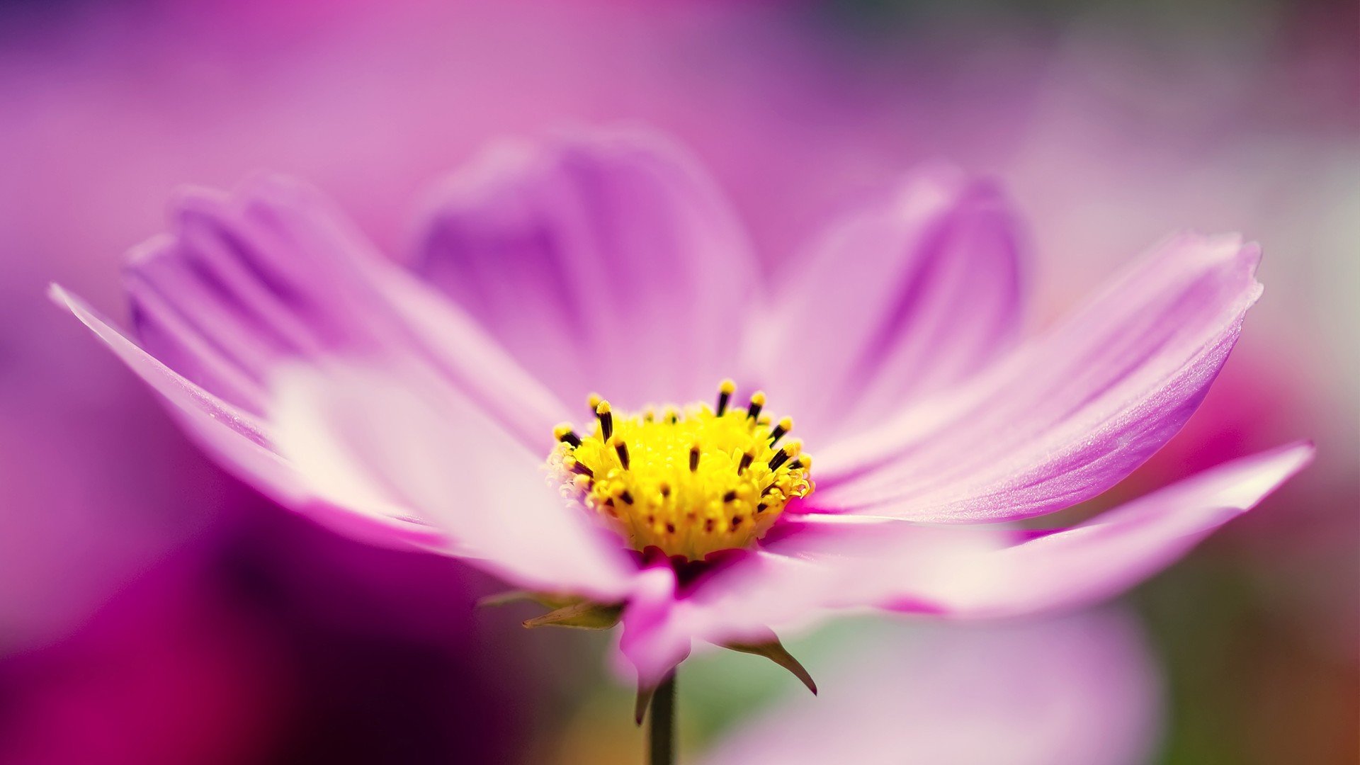 小清新,娇艳欲滴,花,儿童桌面专用