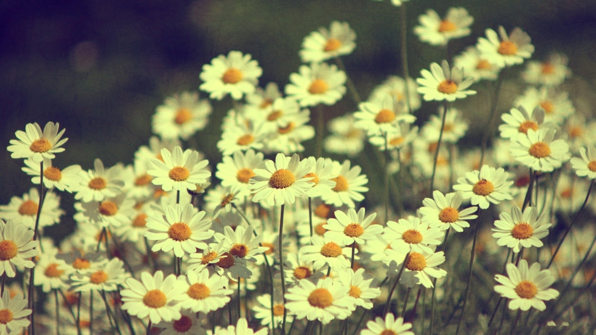 小清新,清新淡雅,儿童桌面专用