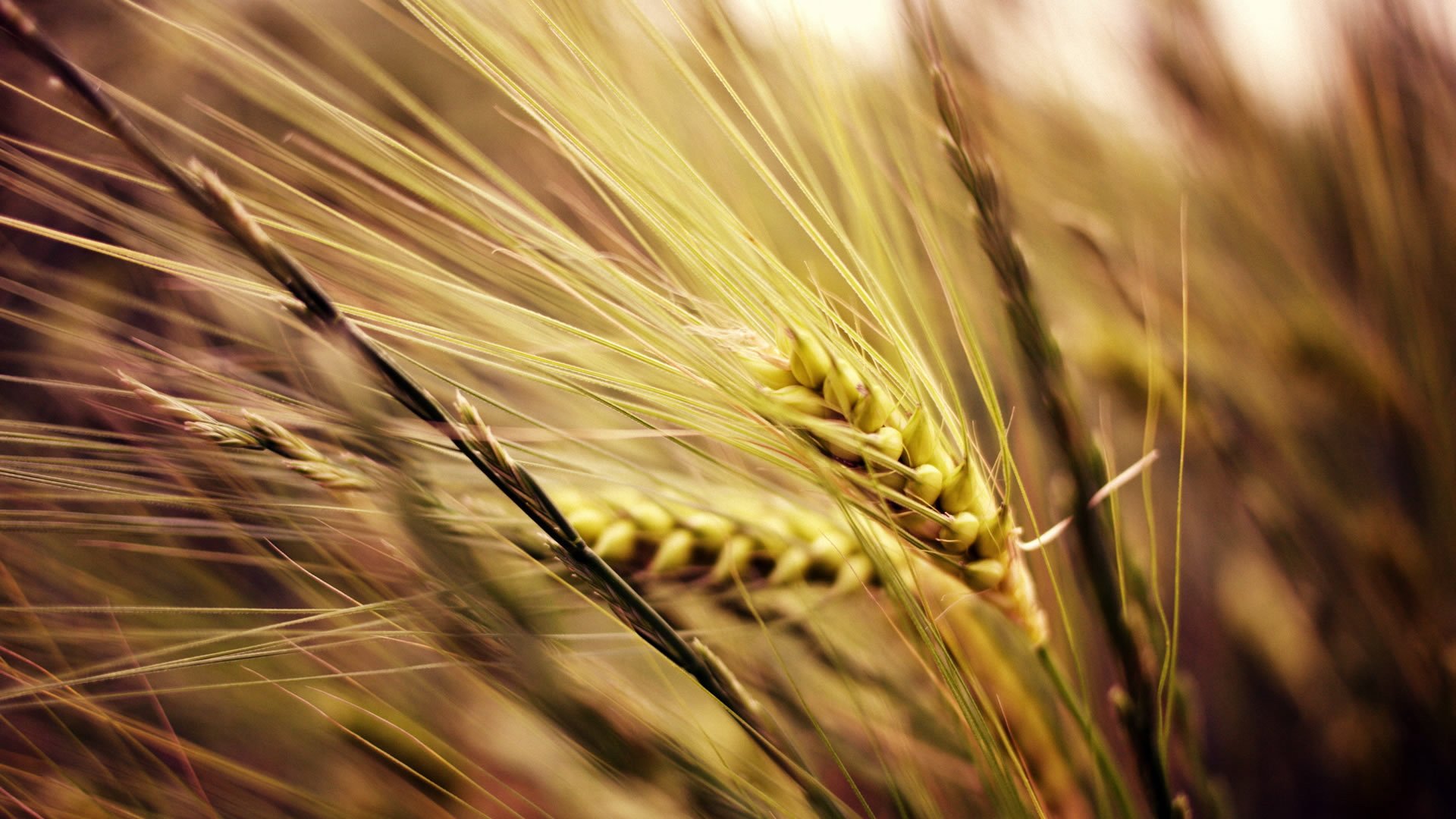 小清新,清新淡雅,儿童桌面专用