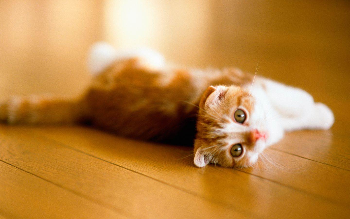 萌宠,喵星人,可爱,宠物,卖萌,搞笑图,憨态百出,古灵精怪,猫,儿童桌面专用