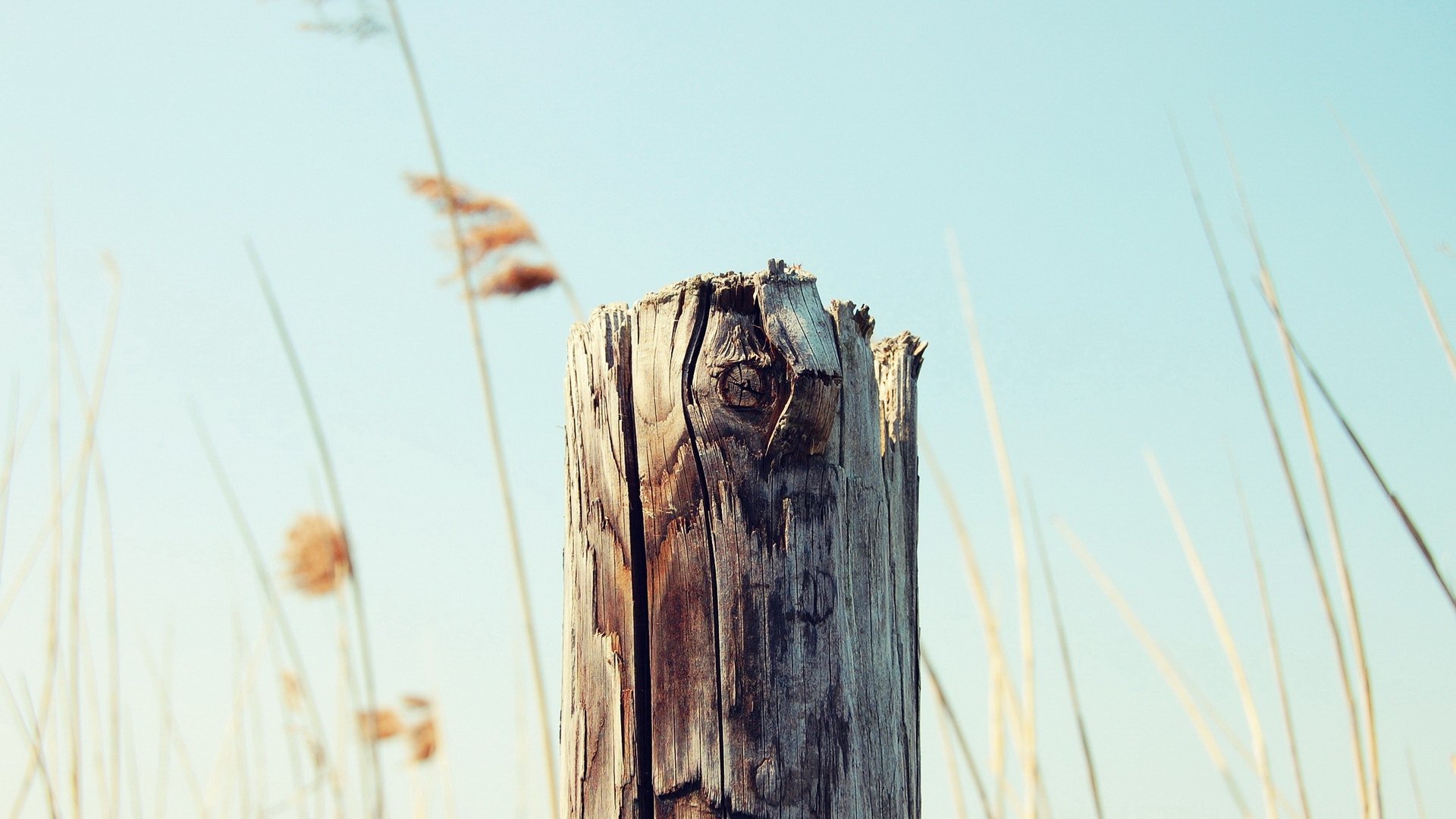 小清新,静物写真,儿童桌面专用