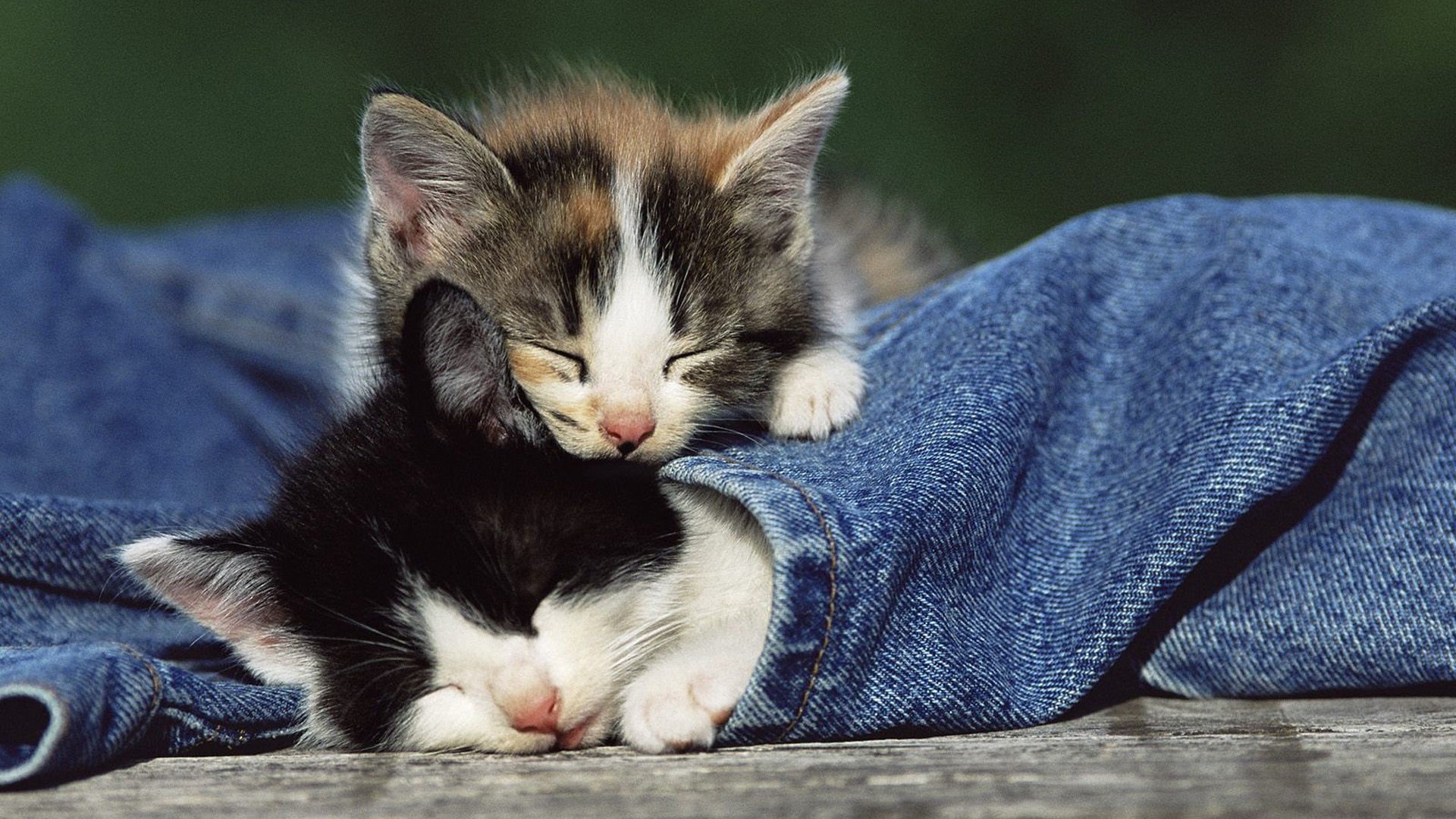 萌宠,喵星人,可爱,宠物,卖萌,憨态百出,睡觉中,猫,儿童桌面专用