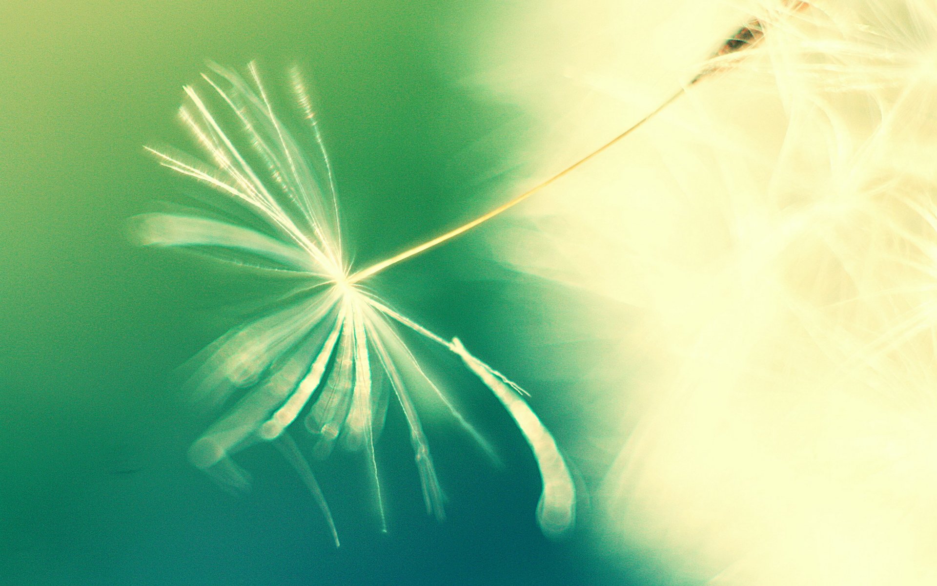 小清新,清新淡雅,蒲公英,一月十四日,儿童桌面专用