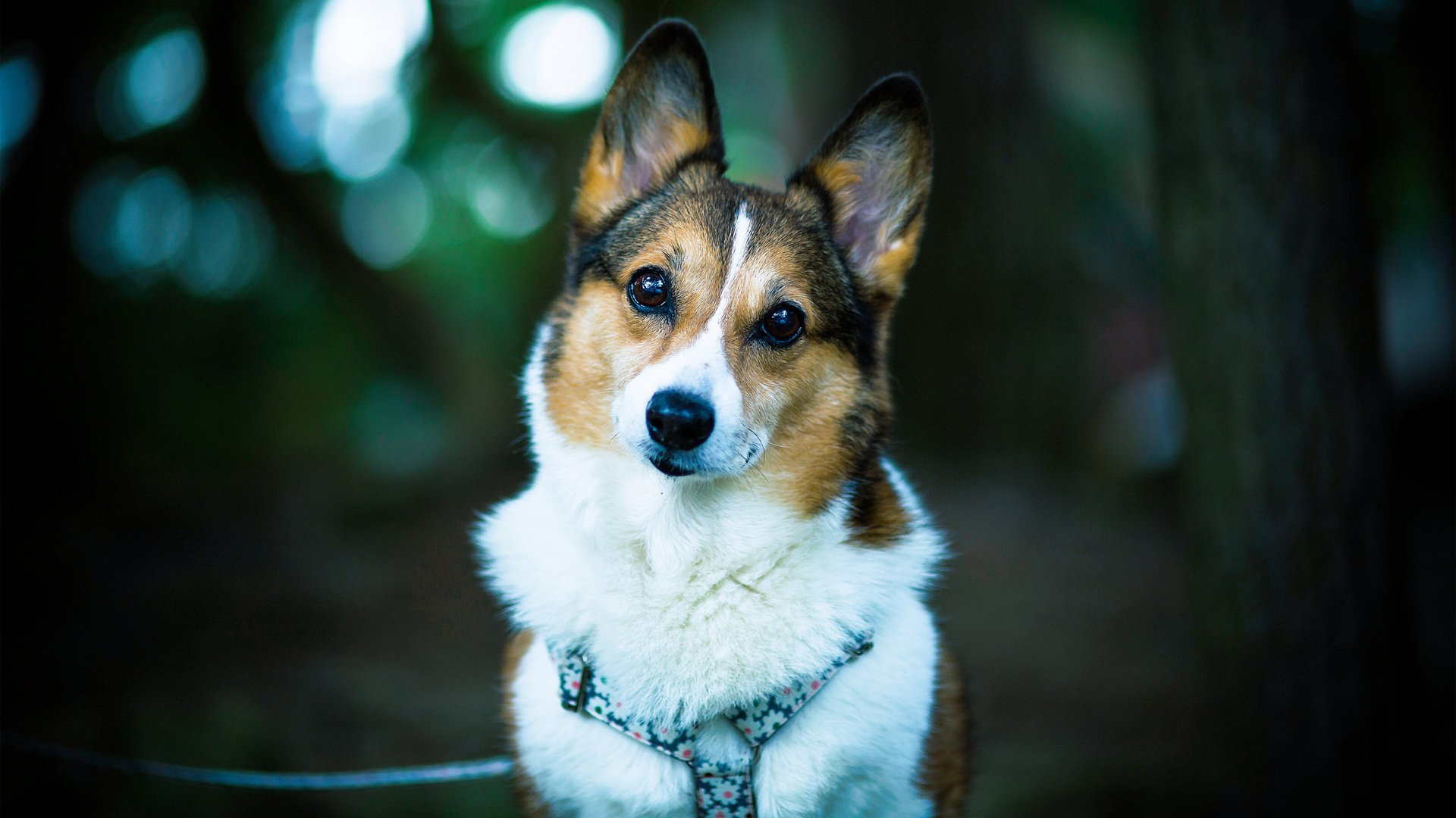 萌宠,汪星人,狗,卖萌,可爱,儿童桌面专用