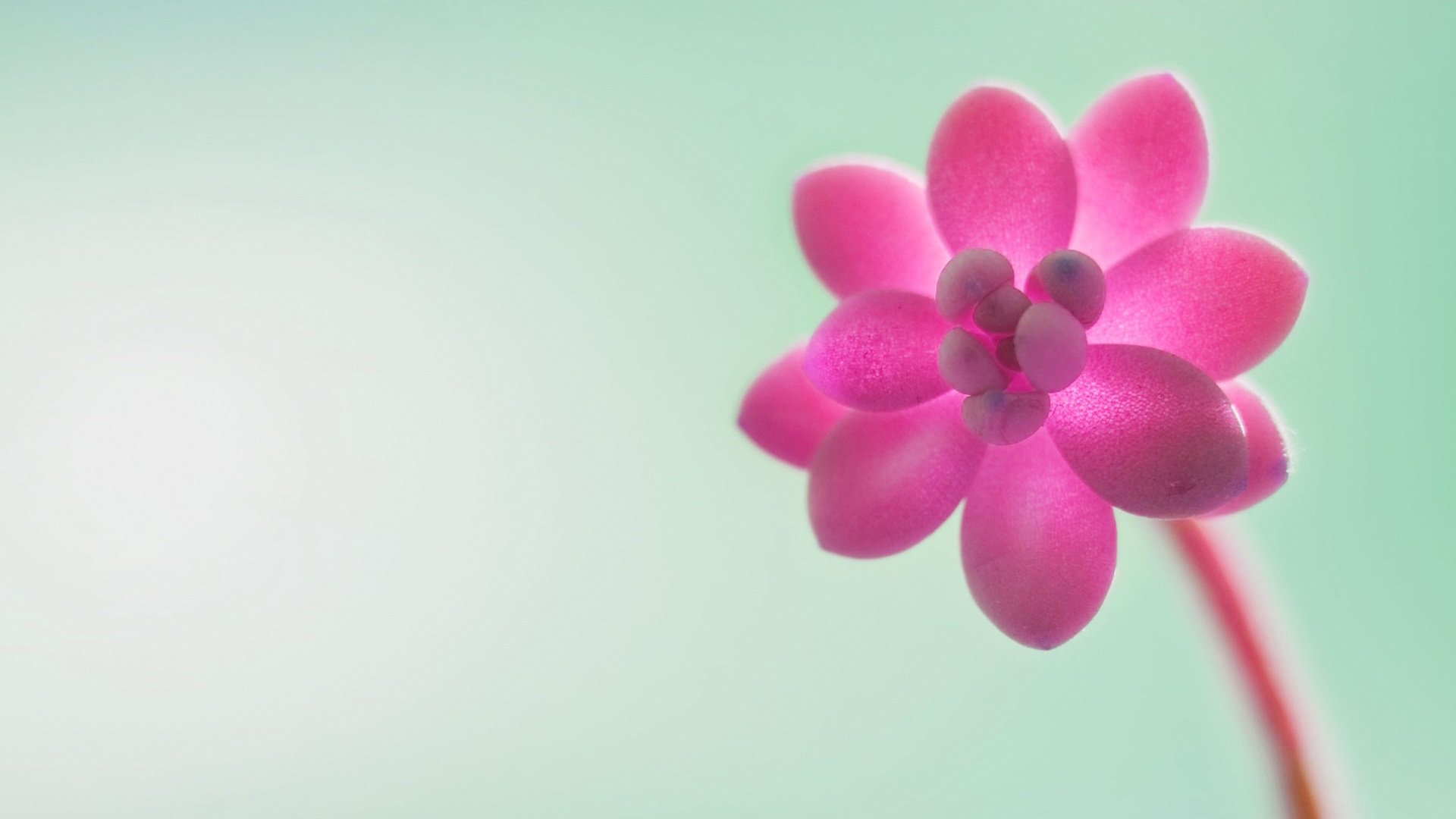 小清新,清新淡雅,儿童桌面专用