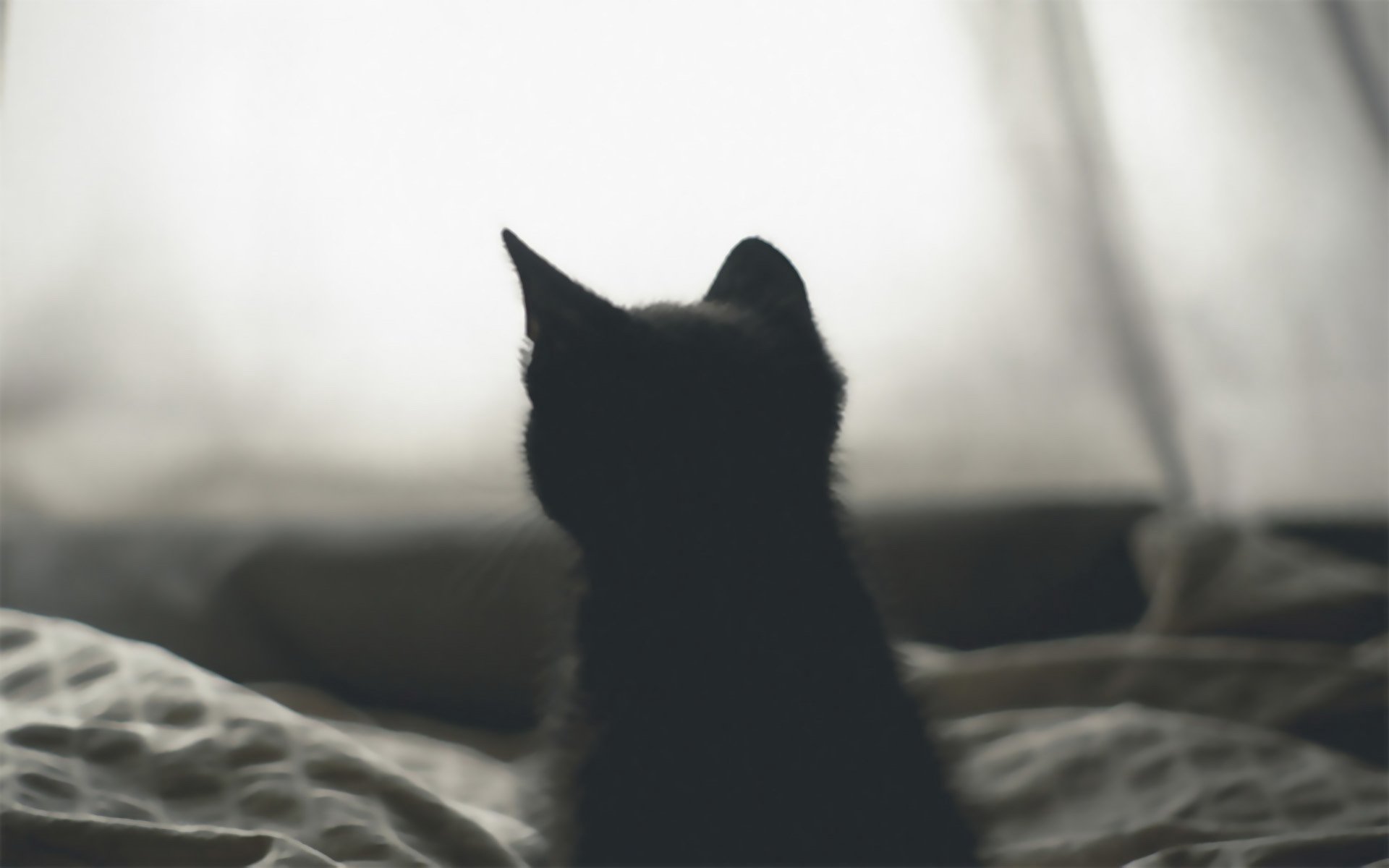 萌宠,喵星人,儿童桌面专用