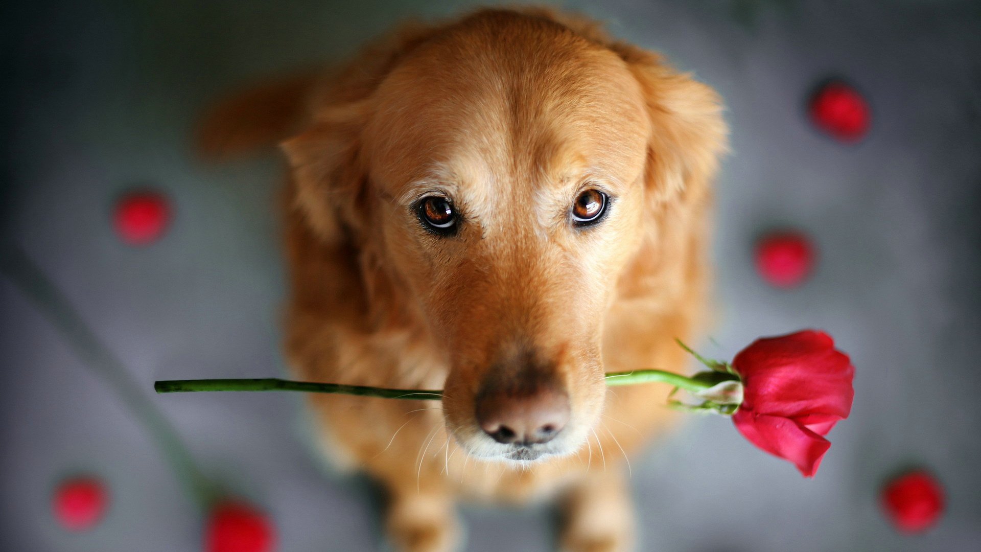 爱情美图,唯美温馨