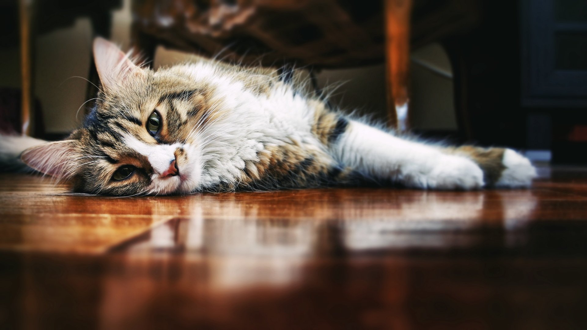 萌宠,喵星人,儿童桌面专用