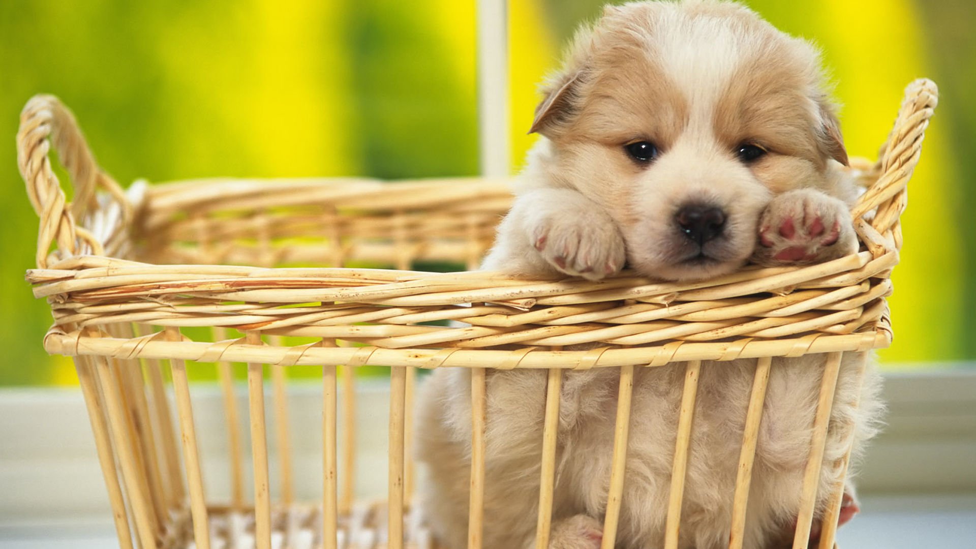 萌宠,汪星人,狗,卖萌,可爱,宠物,古灵精怪,憨态百出,儿童桌面专用