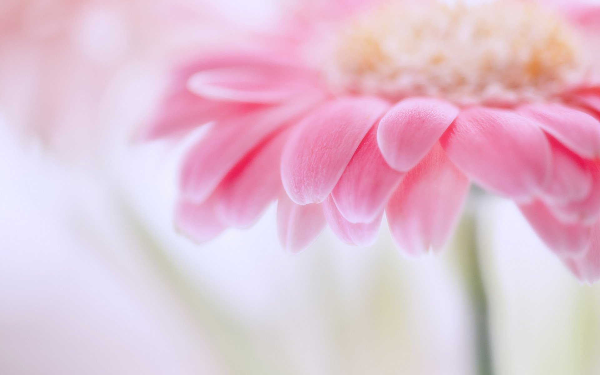 风景,春意盎然,儿童桌面专用