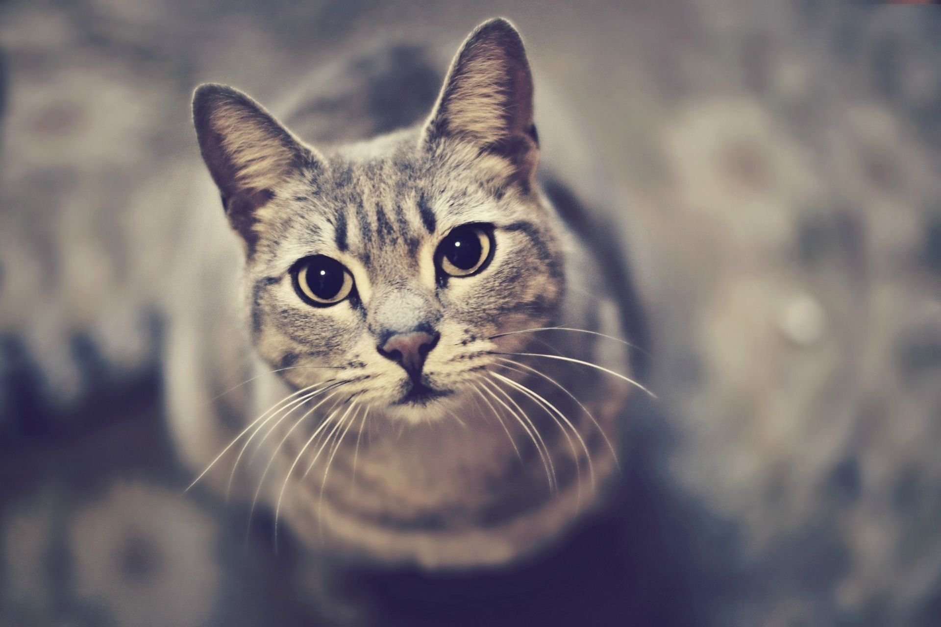 萌宠,喵星人,可爱,宠物,卖萌,猫,儿童桌面专用