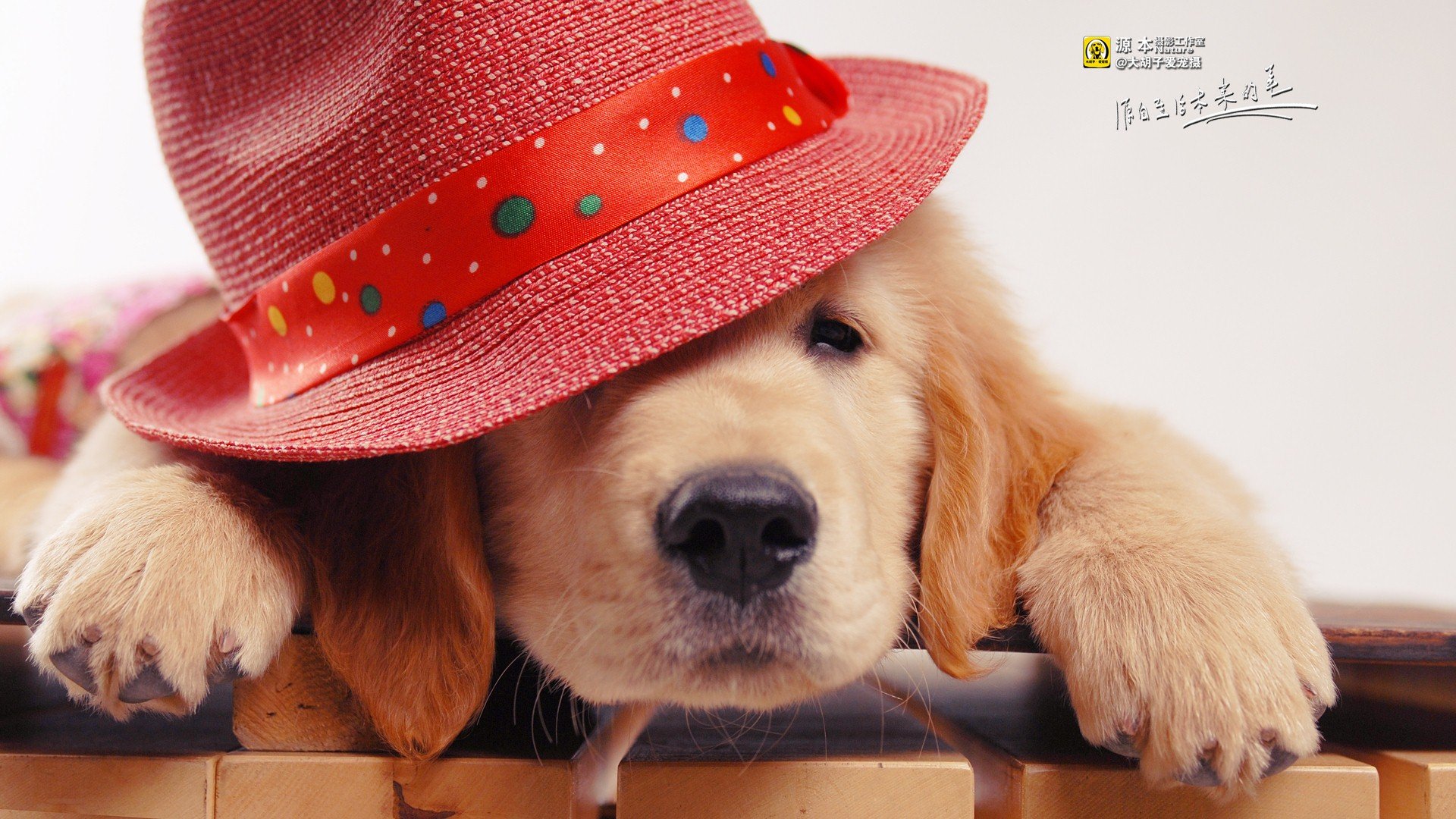 萌宠,金毛,汪星人,摄影,@大胡子爱宠摄,儿童桌面专用