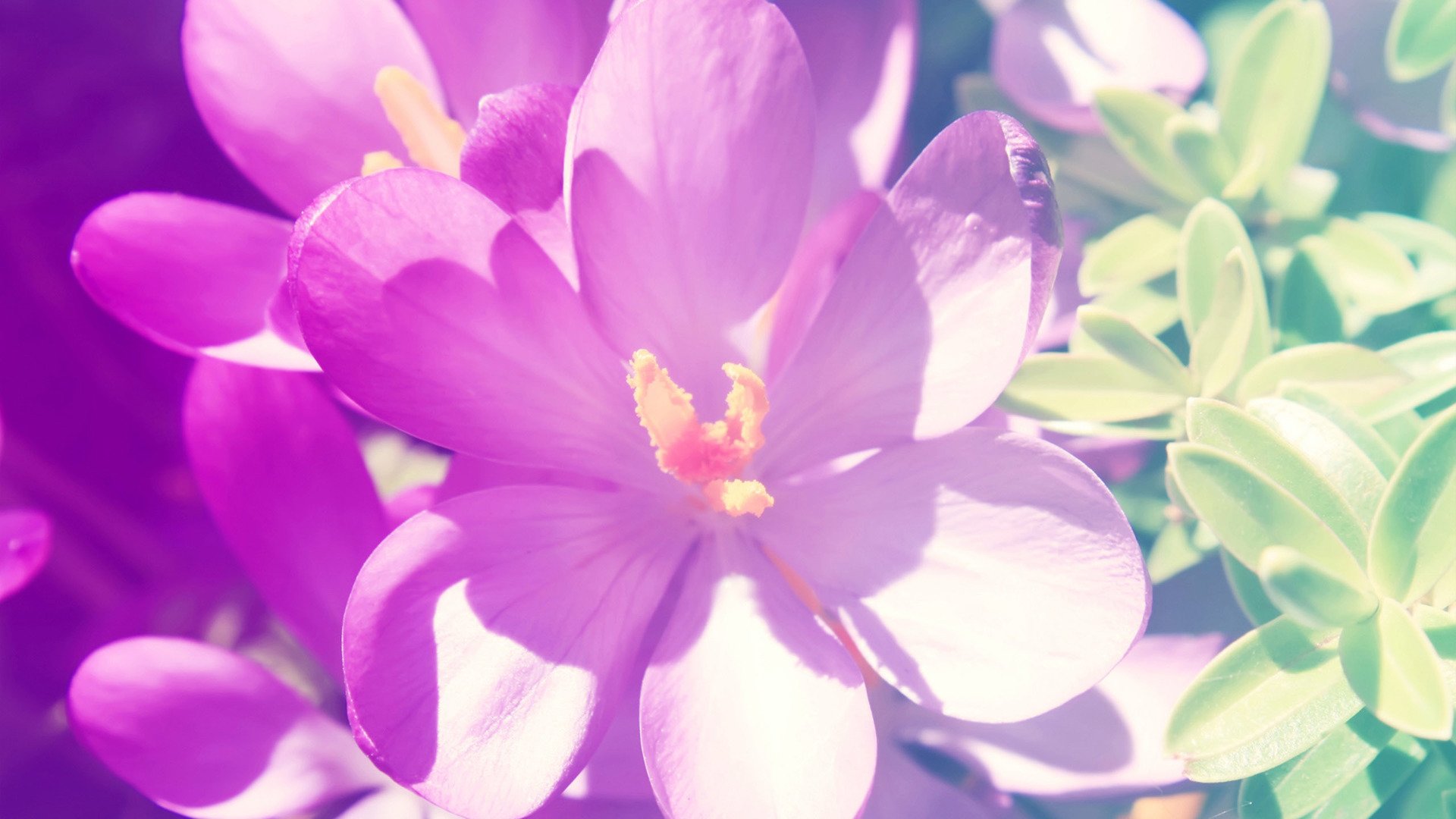 小清新,清新淡雅,儿童桌面专用