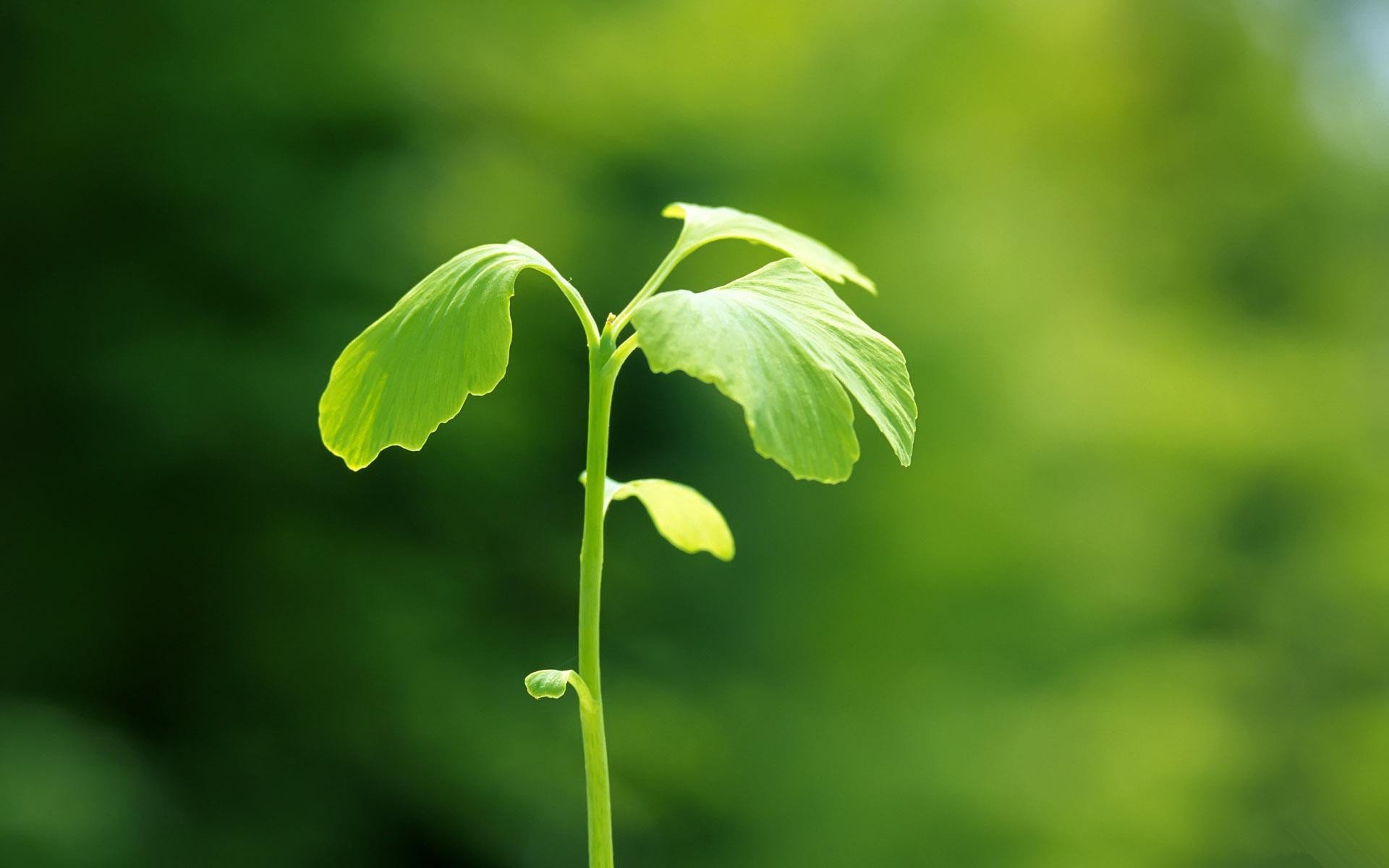 小清新,护眼壁纸,绿叶,一月十四日,儿童桌面专用