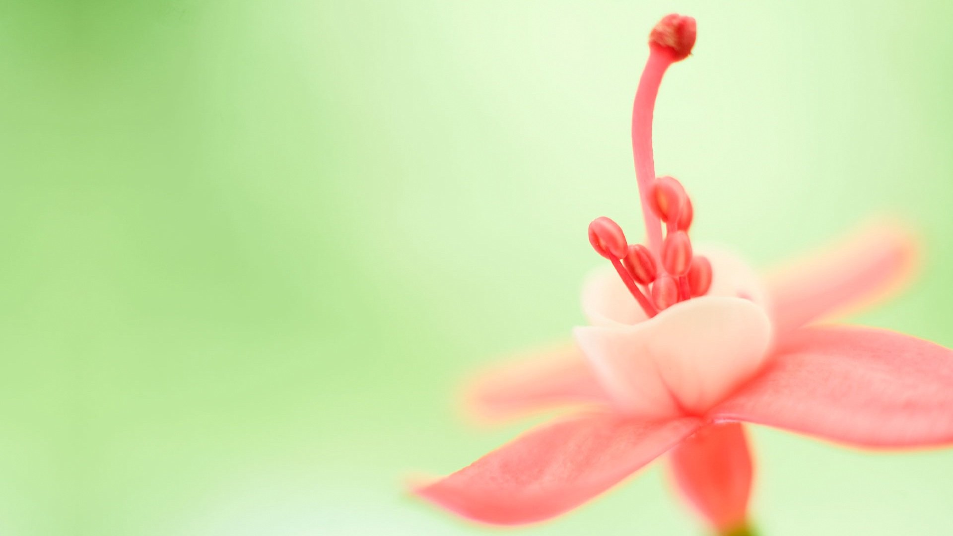 小清新,清新淡雅,儿童桌面专用