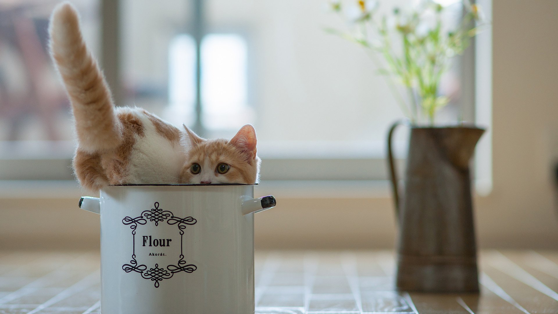 喵星人,猫,可爱,古灵精怪,搞笑,儿童桌面专用