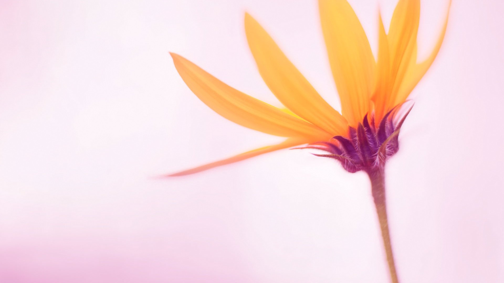 小清新,清新淡雅,儿童桌面专用