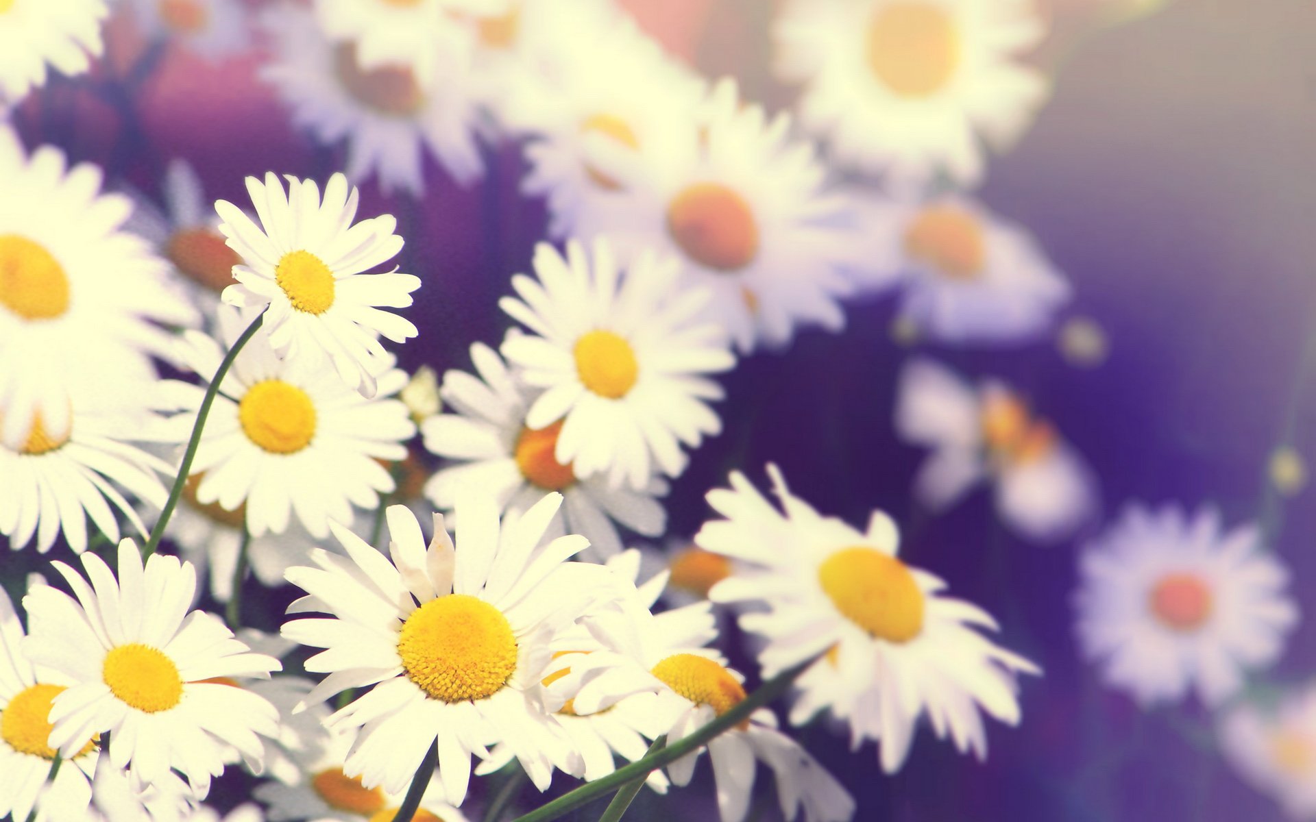 风景,春意盎然,儿童桌面专用