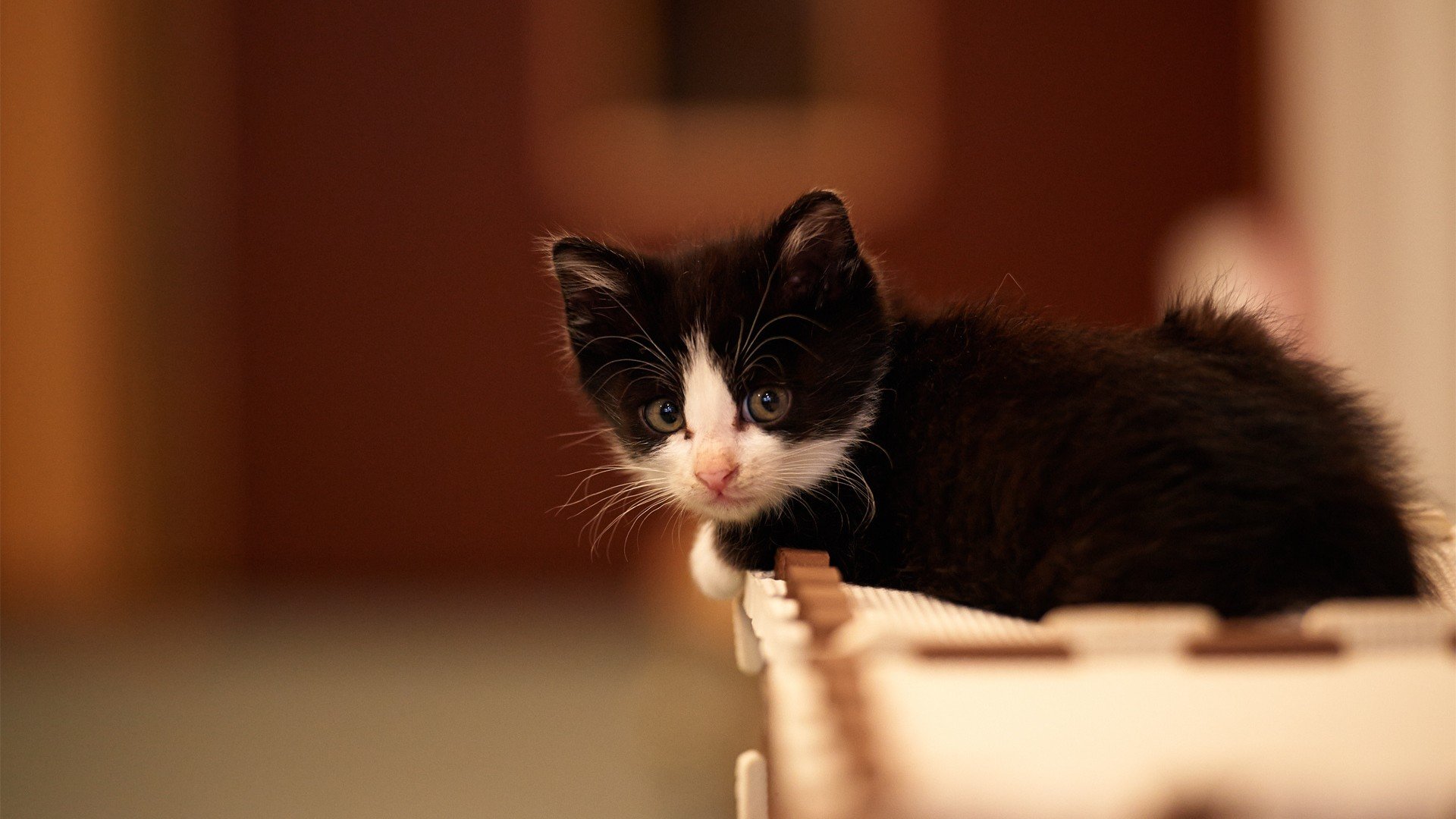 萌宠,喵星人,儿童桌面专用