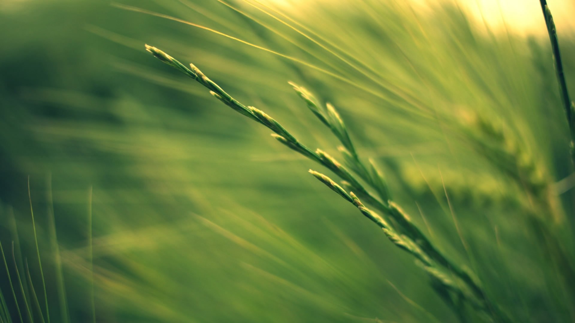 小清新,护眼壁纸,儿童桌面专用