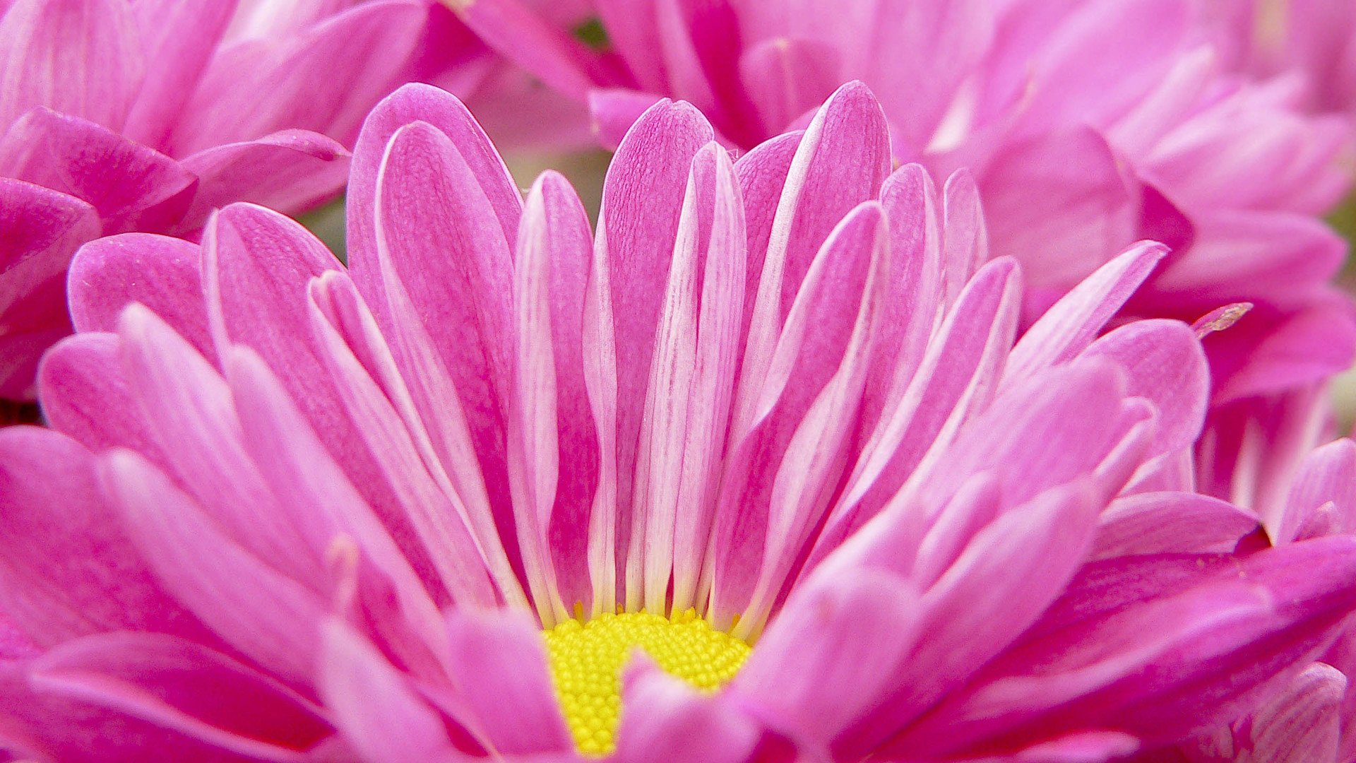 小清新,娇艳欲滴,儿童桌面专用