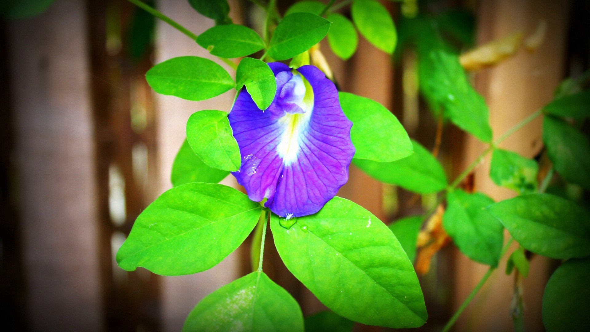 小清新,清新淡雅,儿童桌面专用