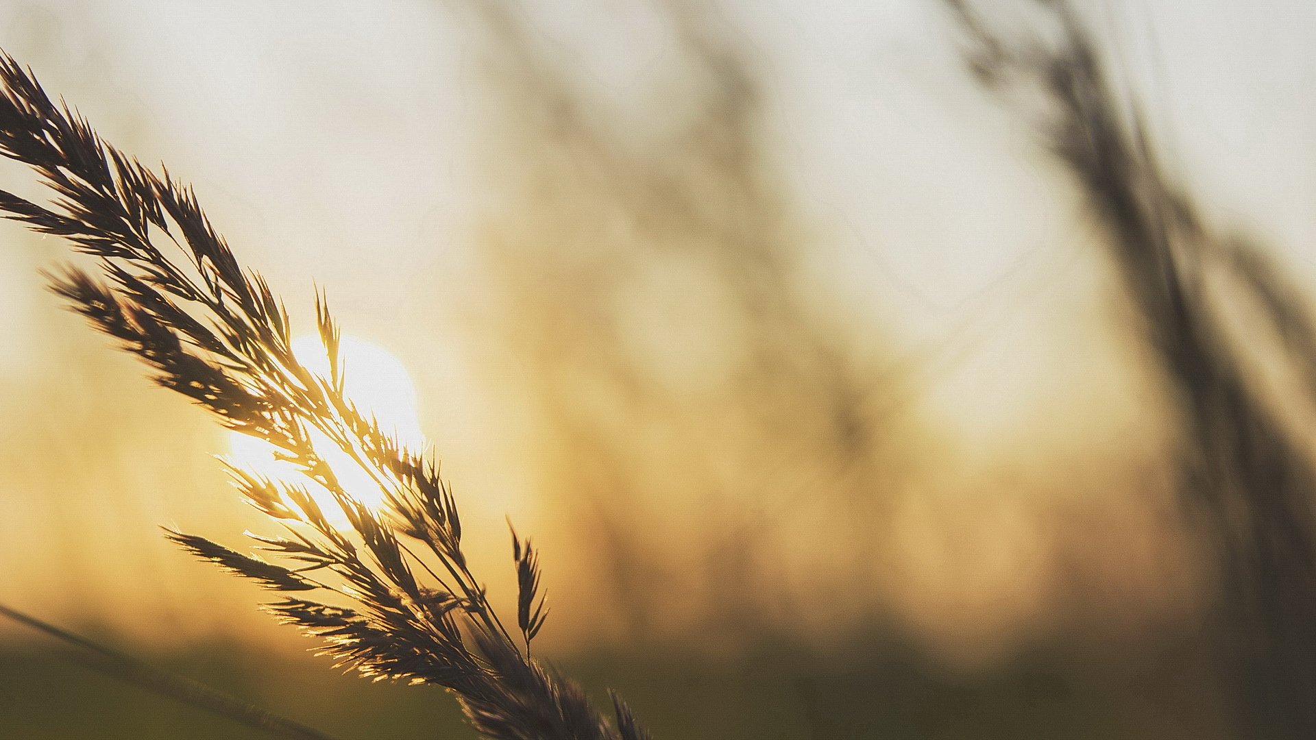 小清新,清新淡雅,儿童桌面专用