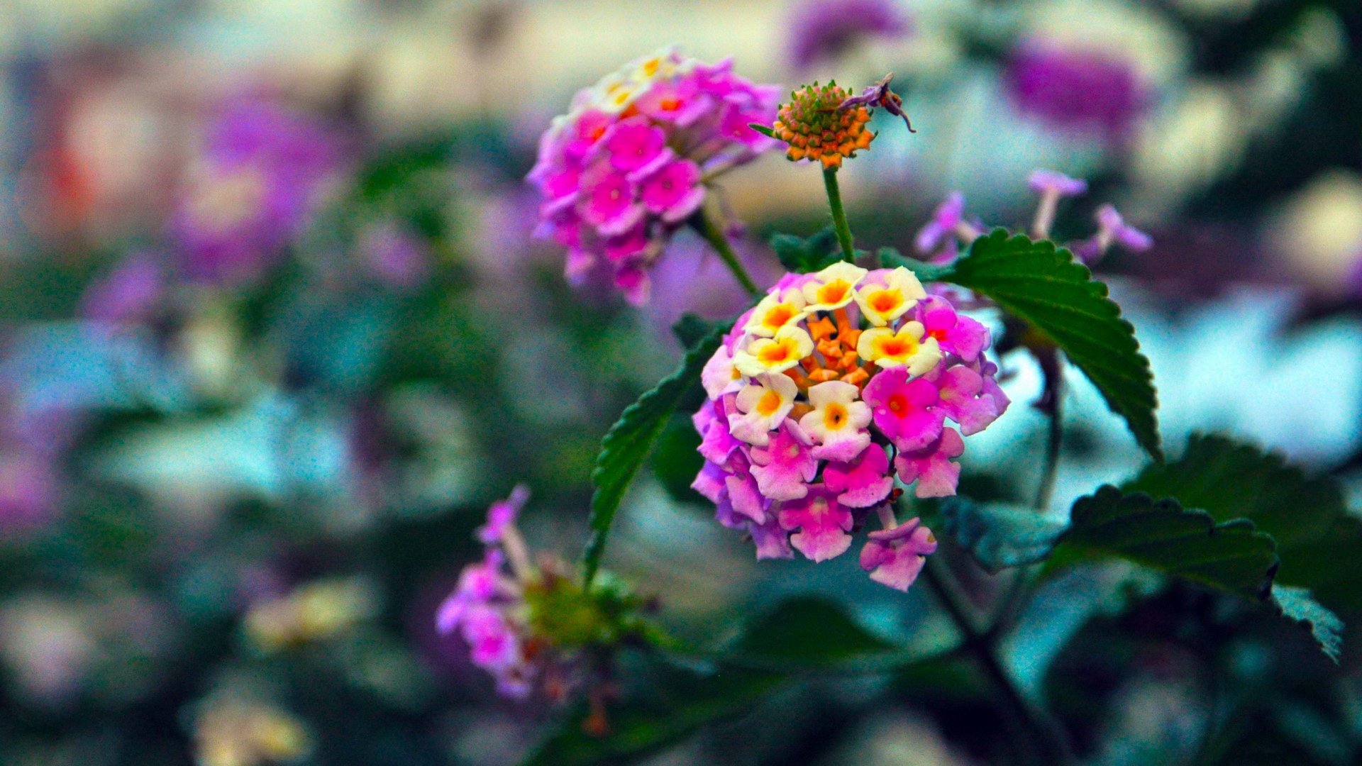 小清新,娇艳欲滴,儿童桌面专用