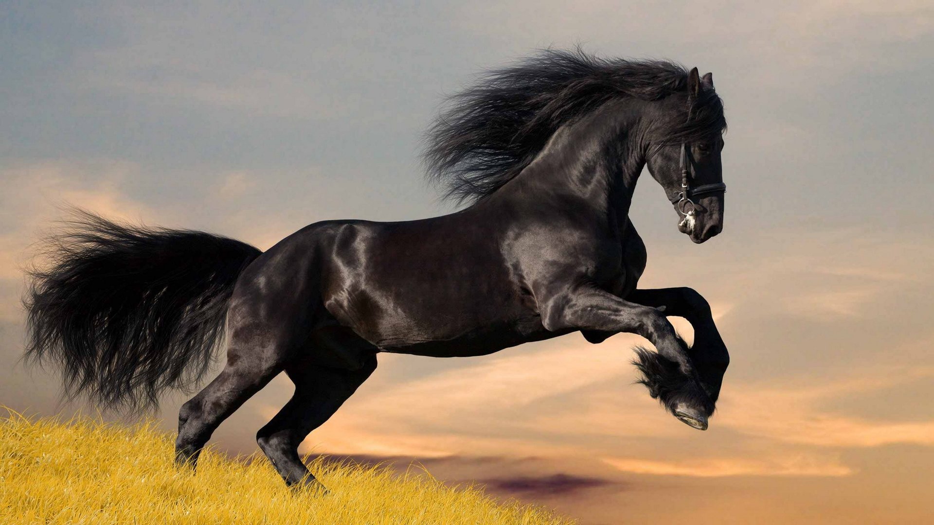 萌宠,野马,儿童桌面专用