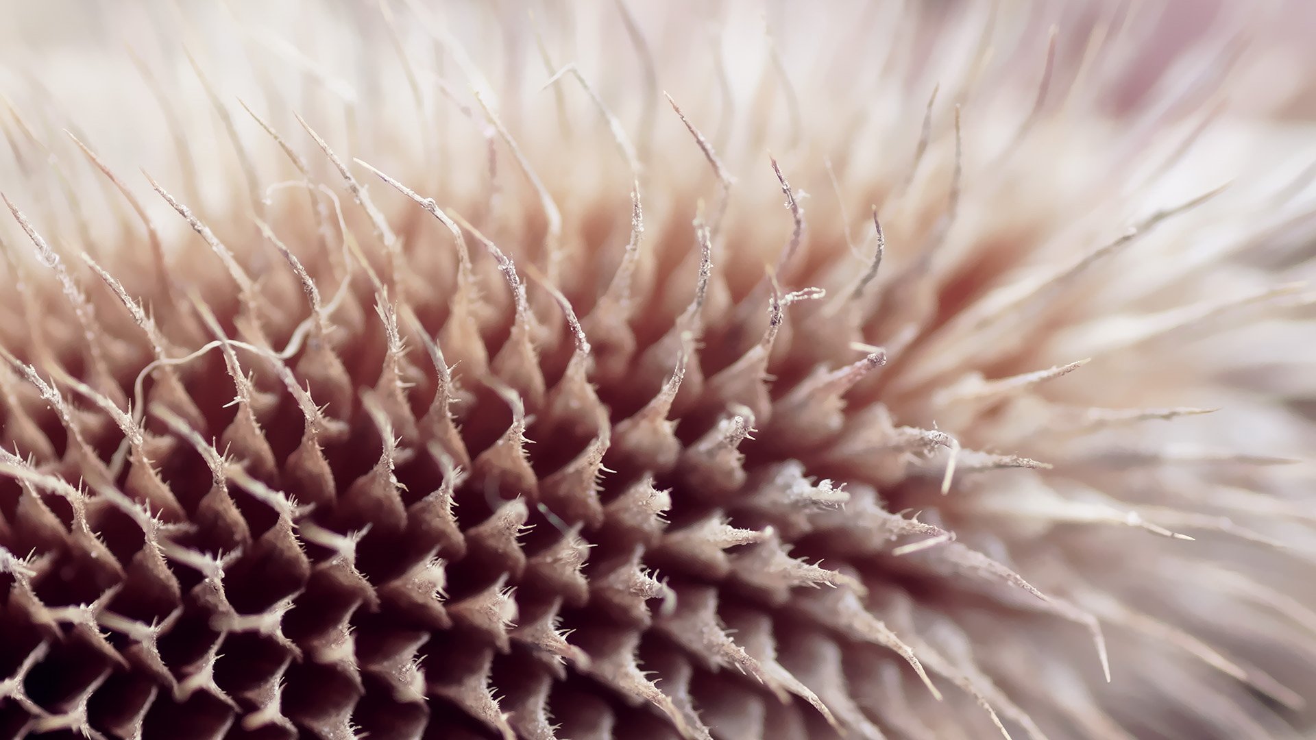 小清新,静物写真,儿童桌面专用