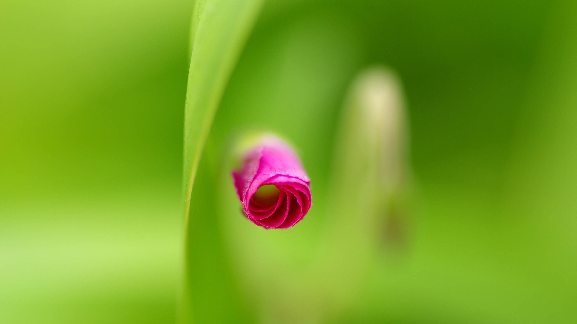 小清新,清新淡雅,儿童桌面专用