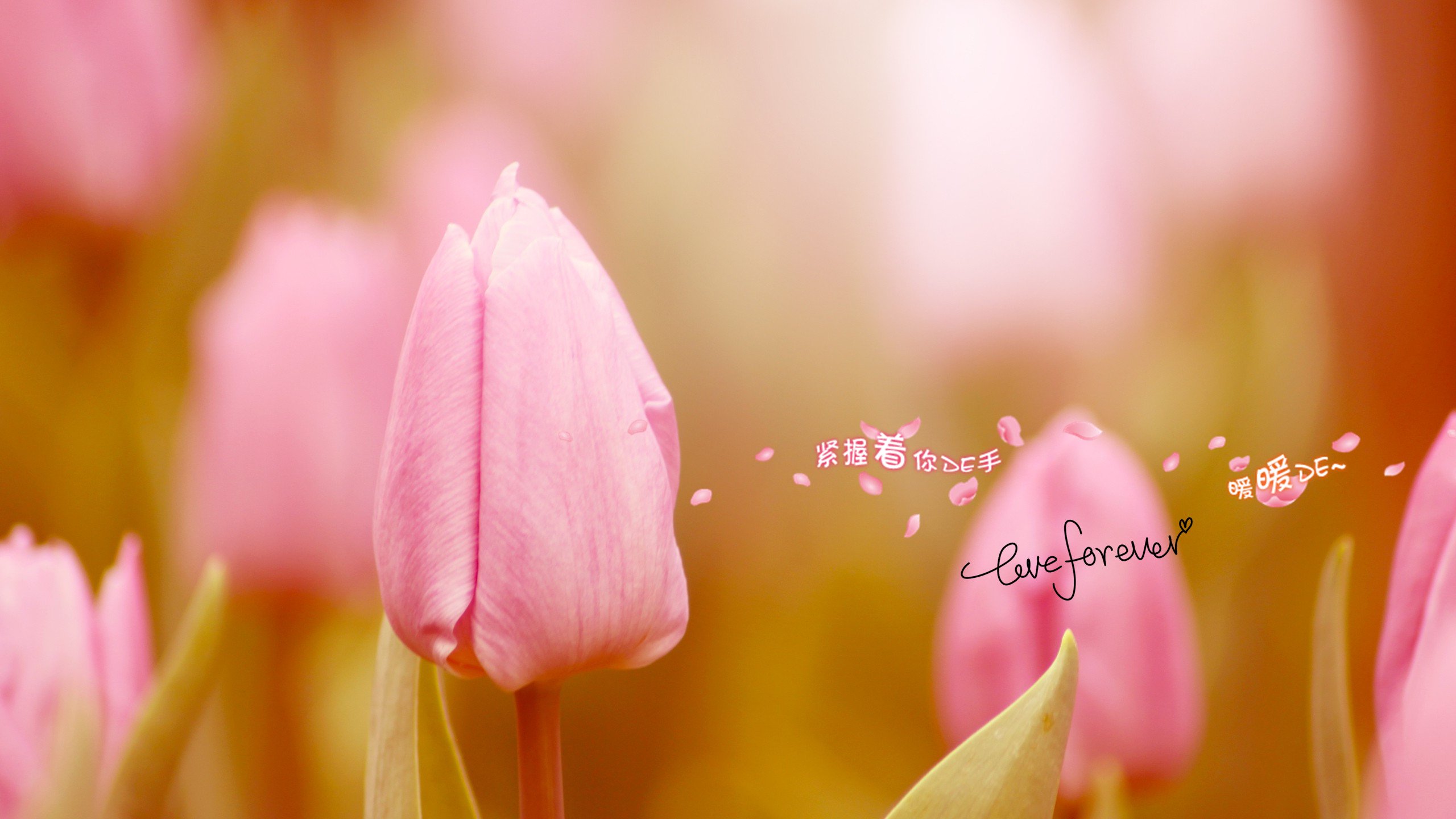 爱情美图,唯美温馨,爱你