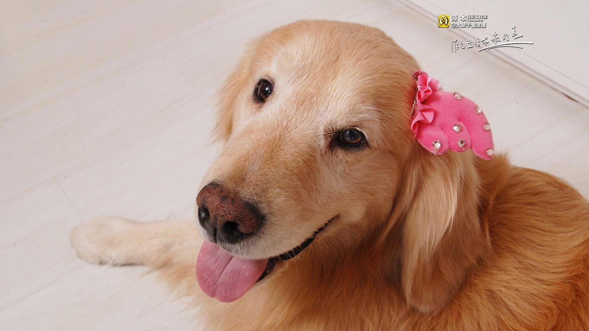 萌宠,金毛,汪星人,摄影,@大胡子爱宠摄,儿童桌面专用