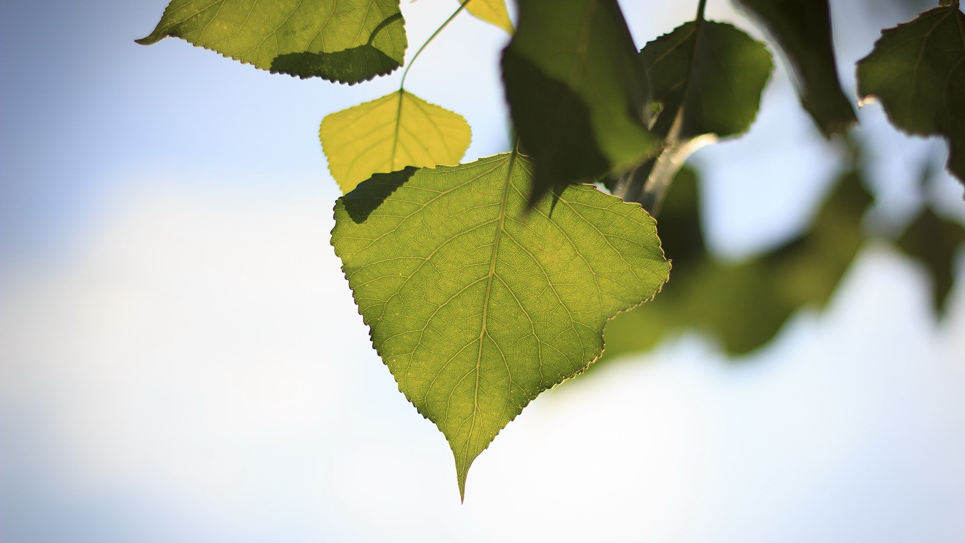小清新,清新淡雅,儿童桌面专用