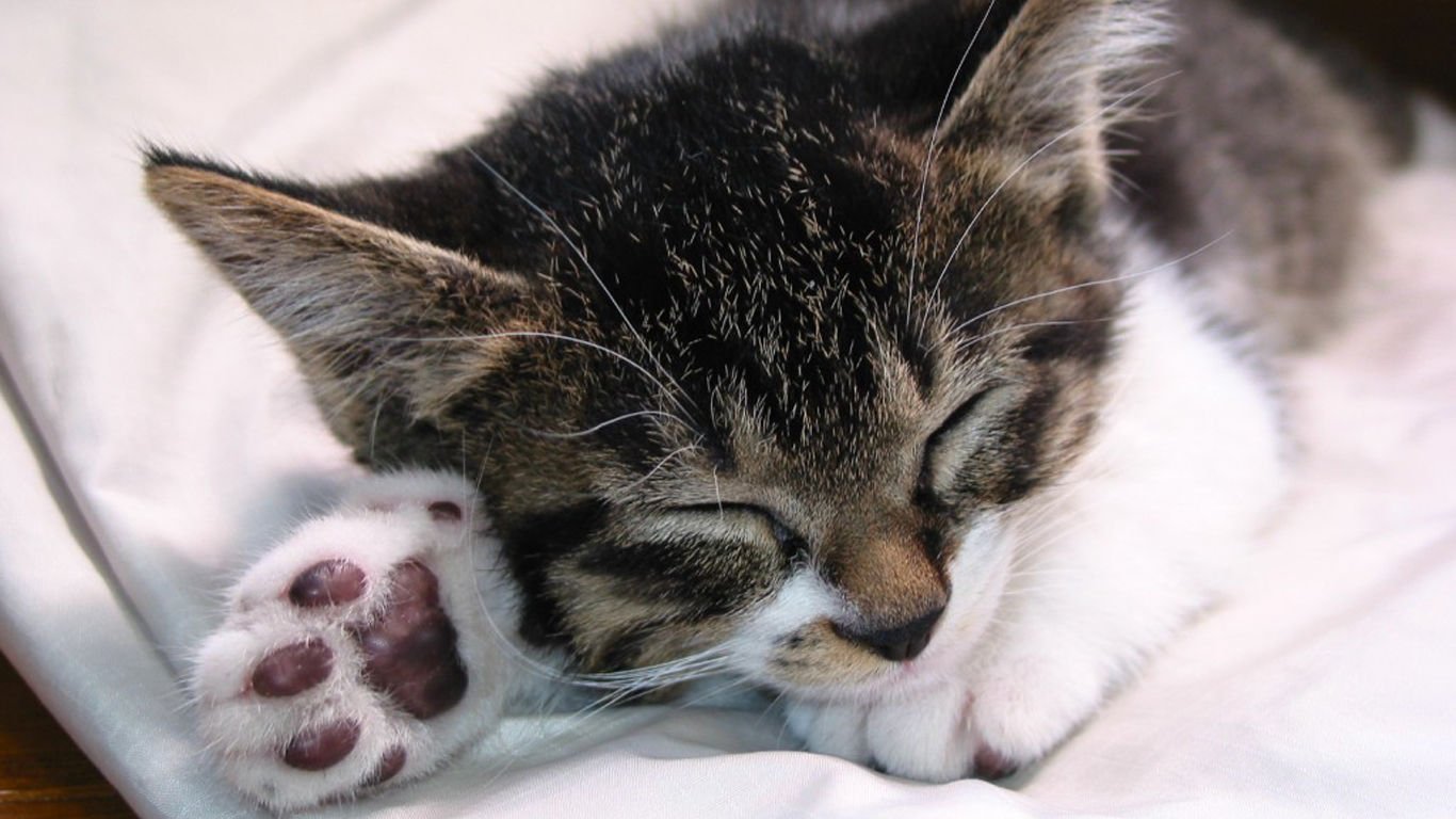 萌宠,喵星人,儿童桌面专用