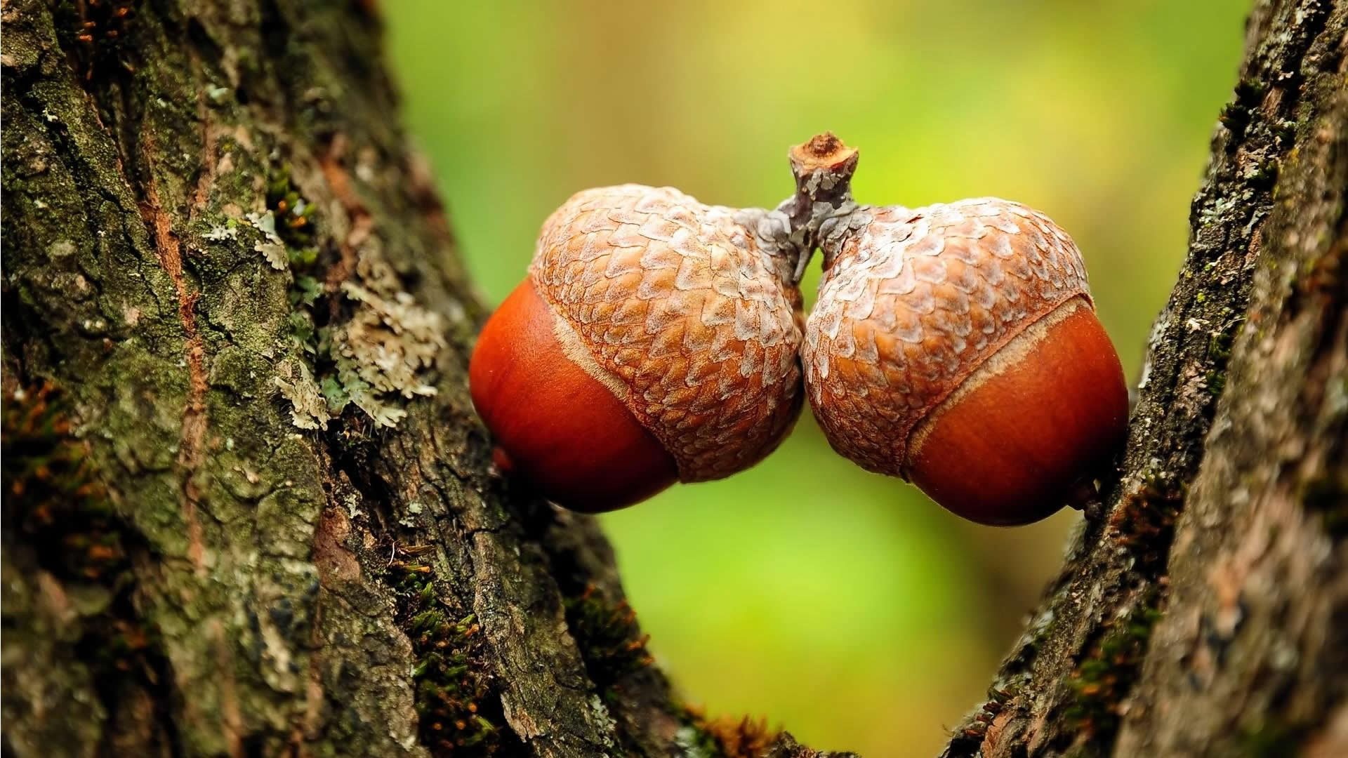 小清新,静物写真,儿童桌面专用