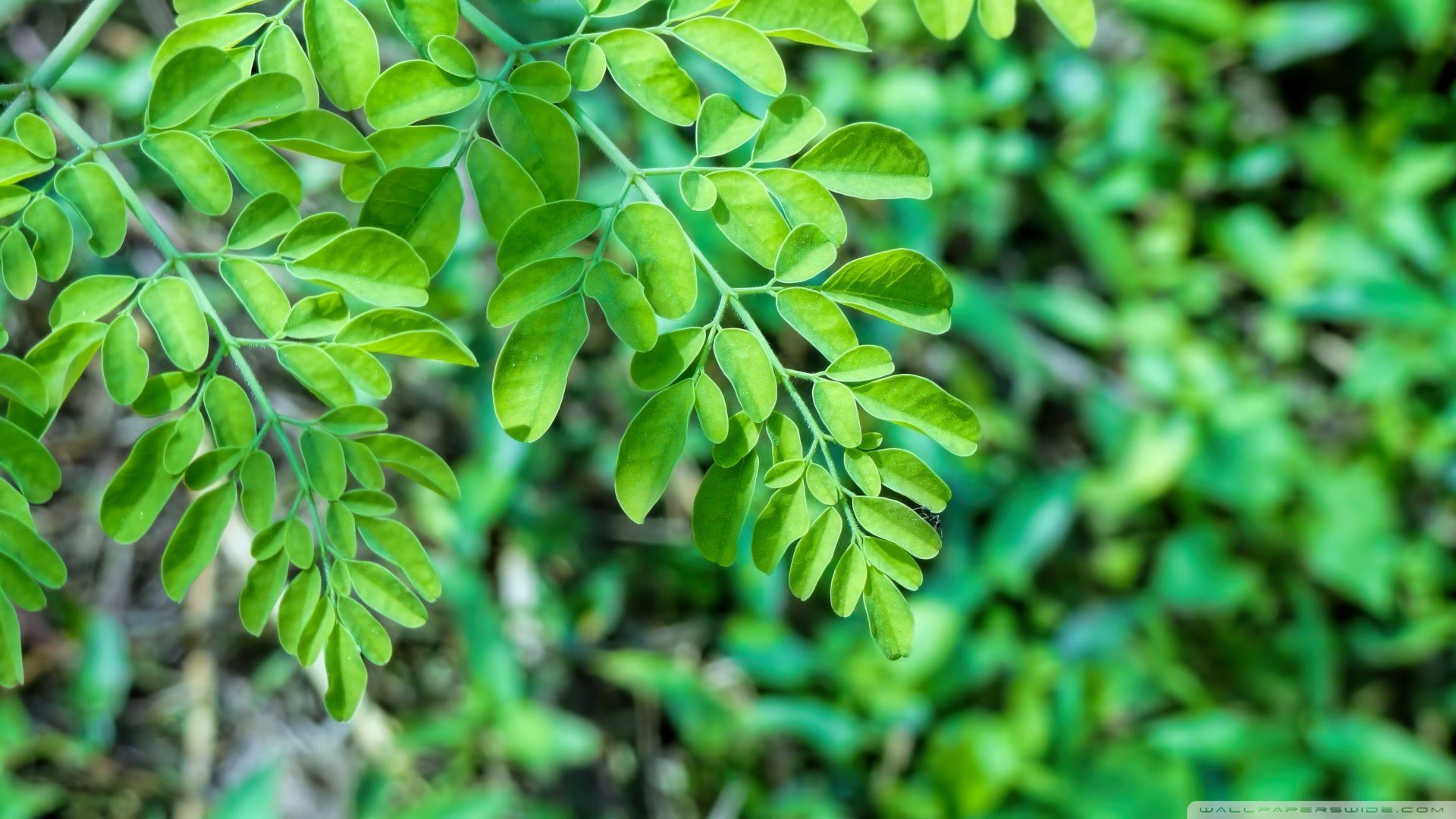 小清新,护眼壁纸,儿童桌面专用