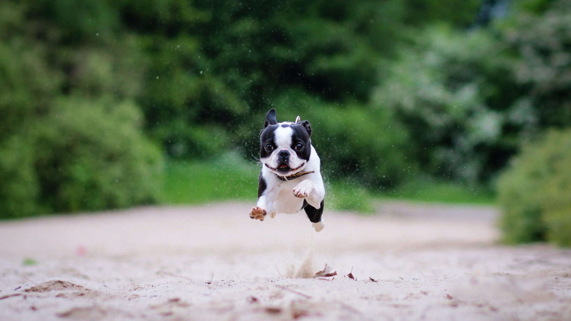 萌宠,汪星人,儿童桌面专用