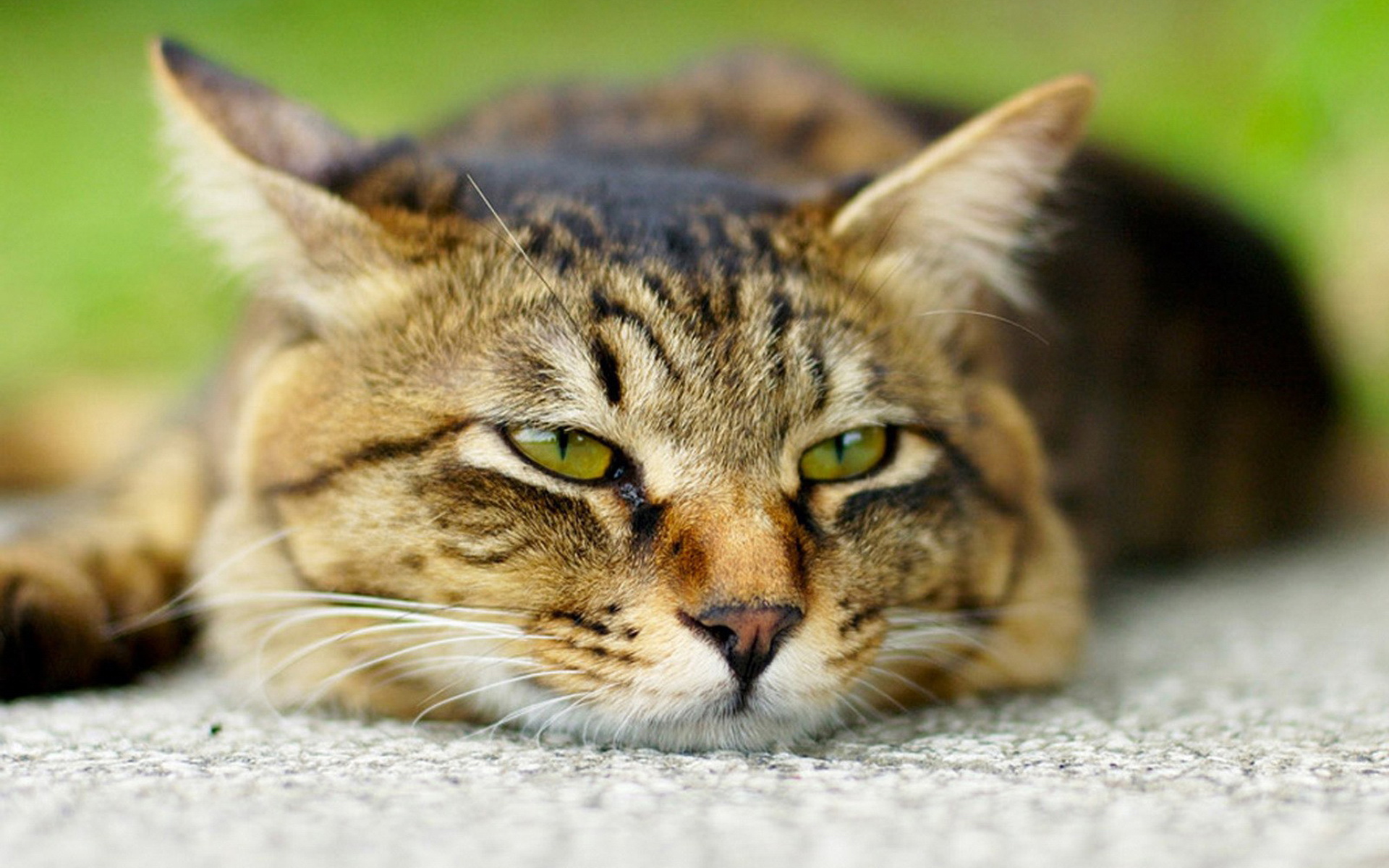 萌宠,动物,可爱,宠物,喵星人,儿童桌面专用