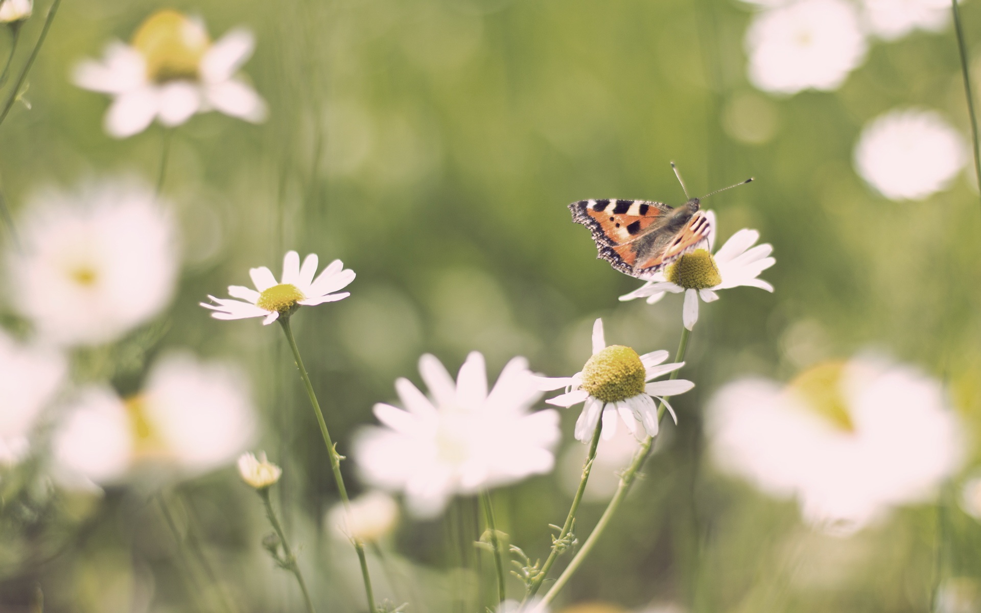 清新,植物,绿色,2012Y十月31D,儿童桌面专用