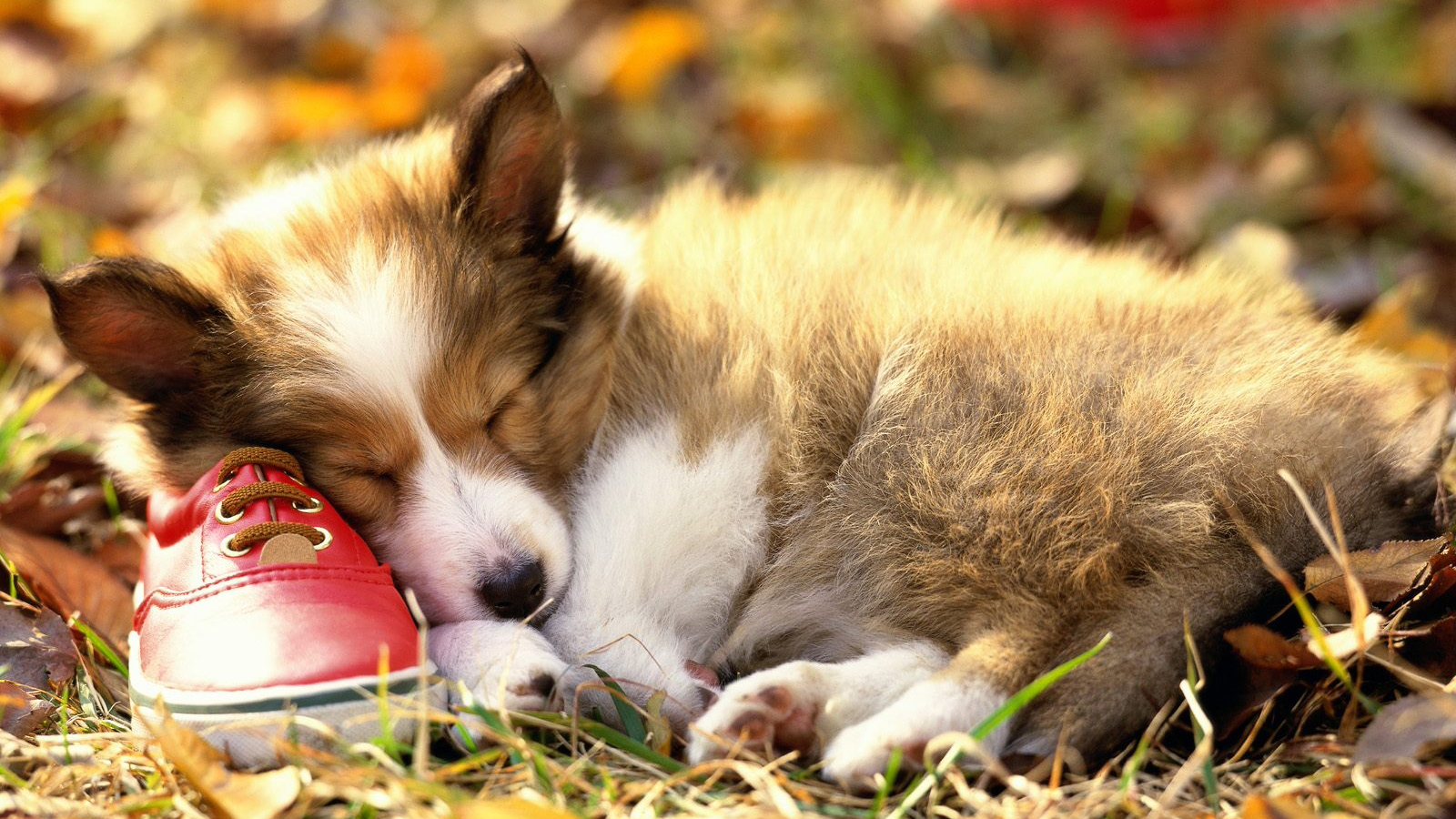 萌宠,动物,可爱,萌物,宠物,汪星人,狗,睡觉中,卖萌图,儿童桌面专用