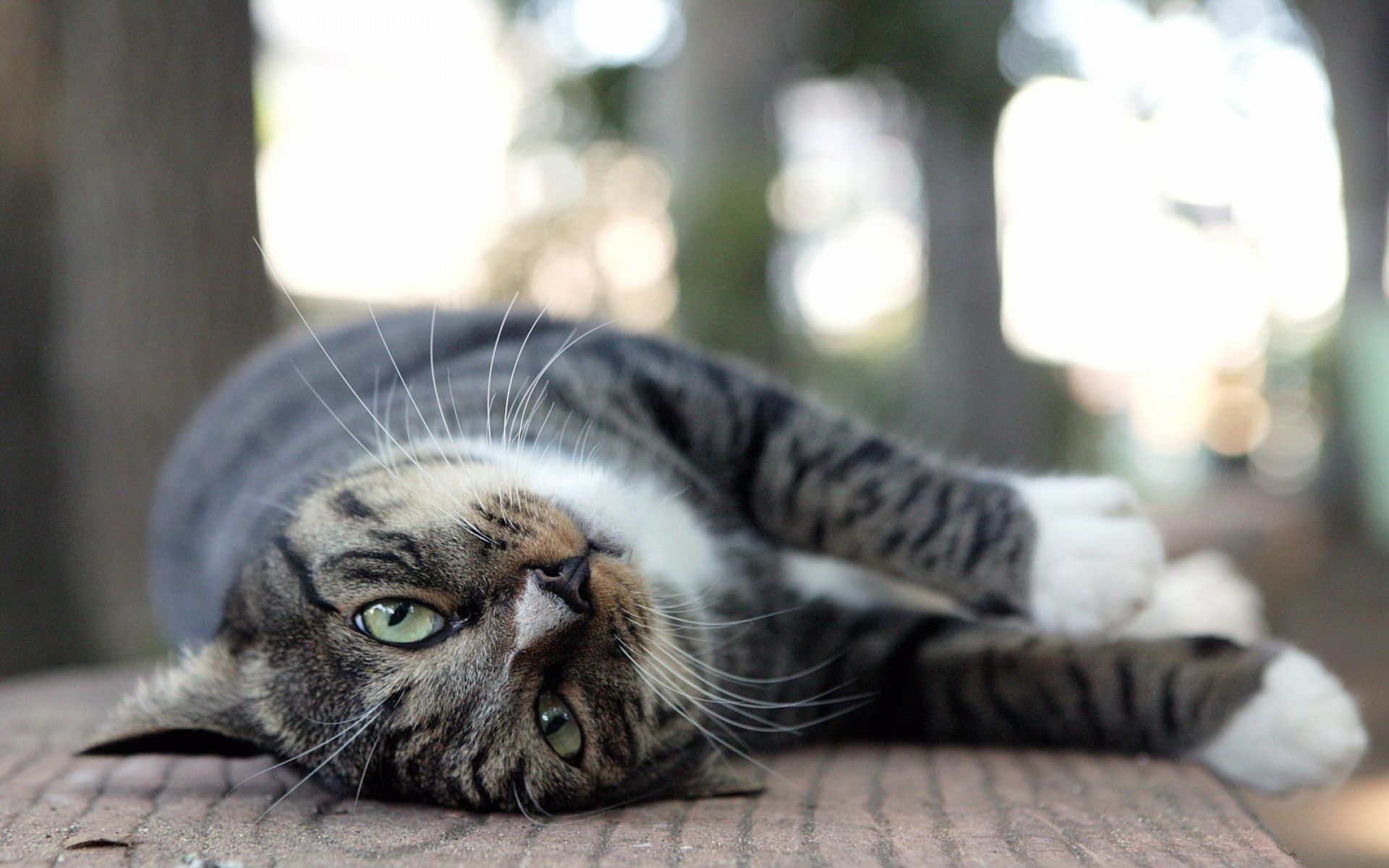 街角,小猫咪,摄影,高清,猫,动物,喵星人,2012Y十月31D,儿童桌面专用