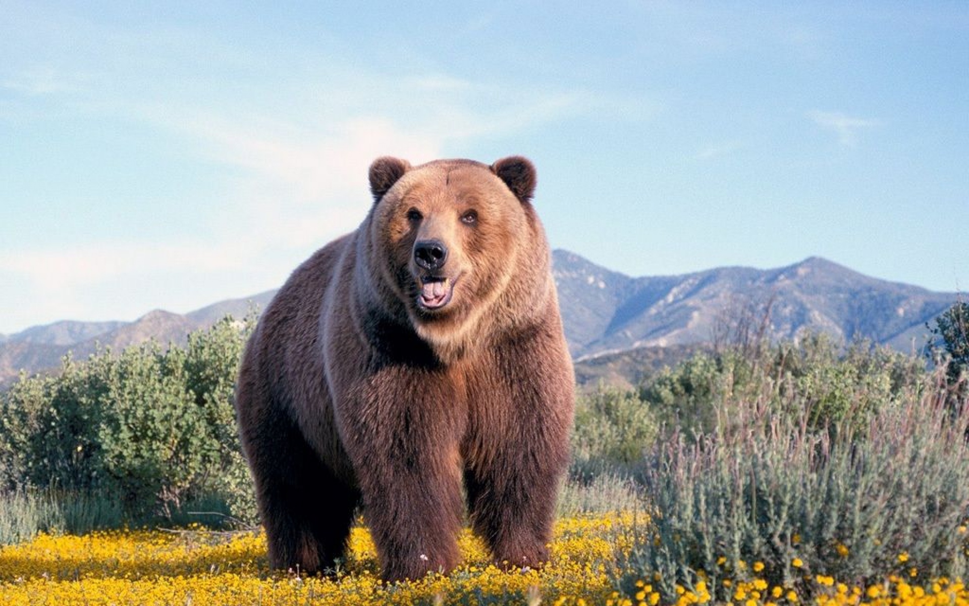 野生动物,熊,儿童桌面专用