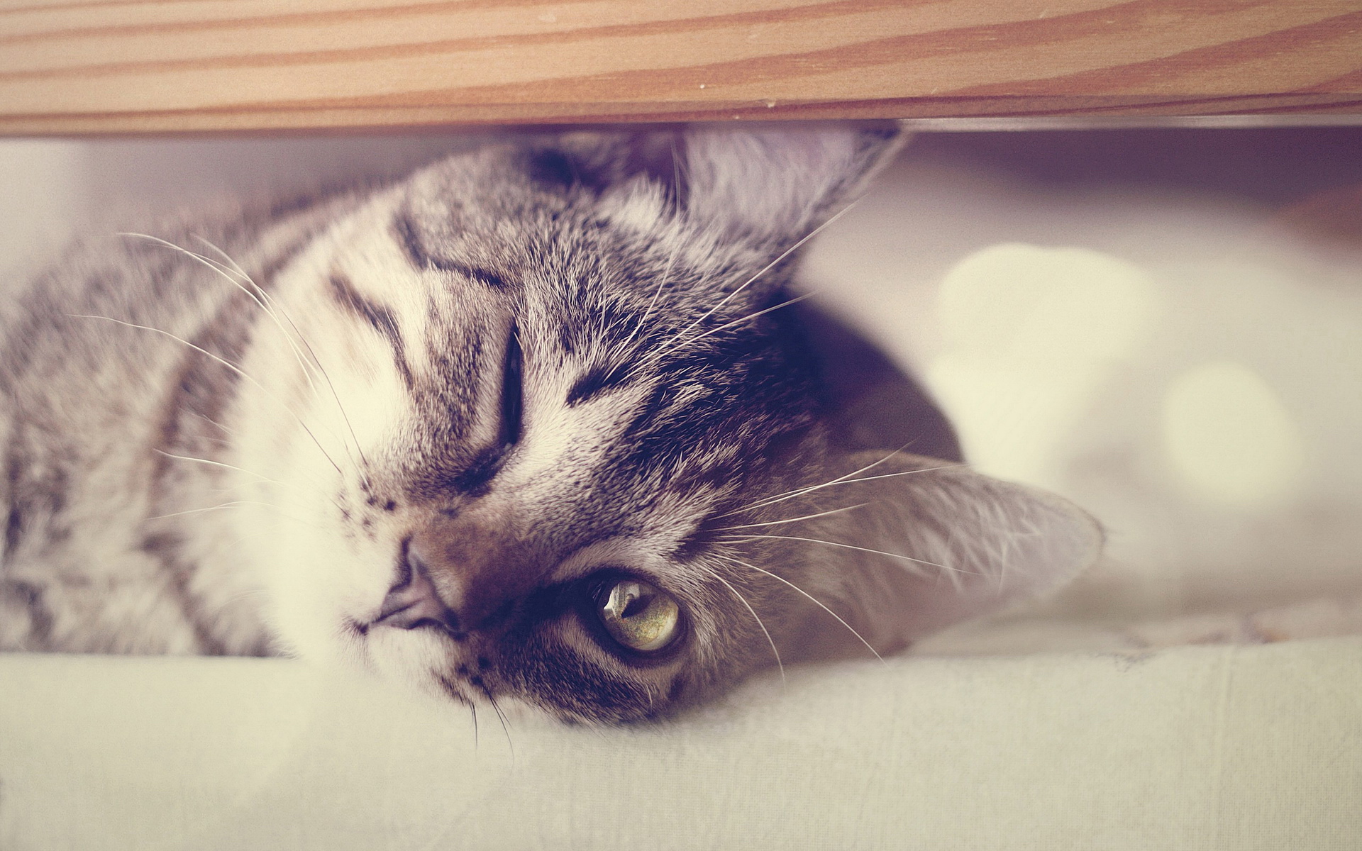 萌宠,动物,可爱,萌物,宠物,喵星人,猫,治愈系,儿童桌面专用